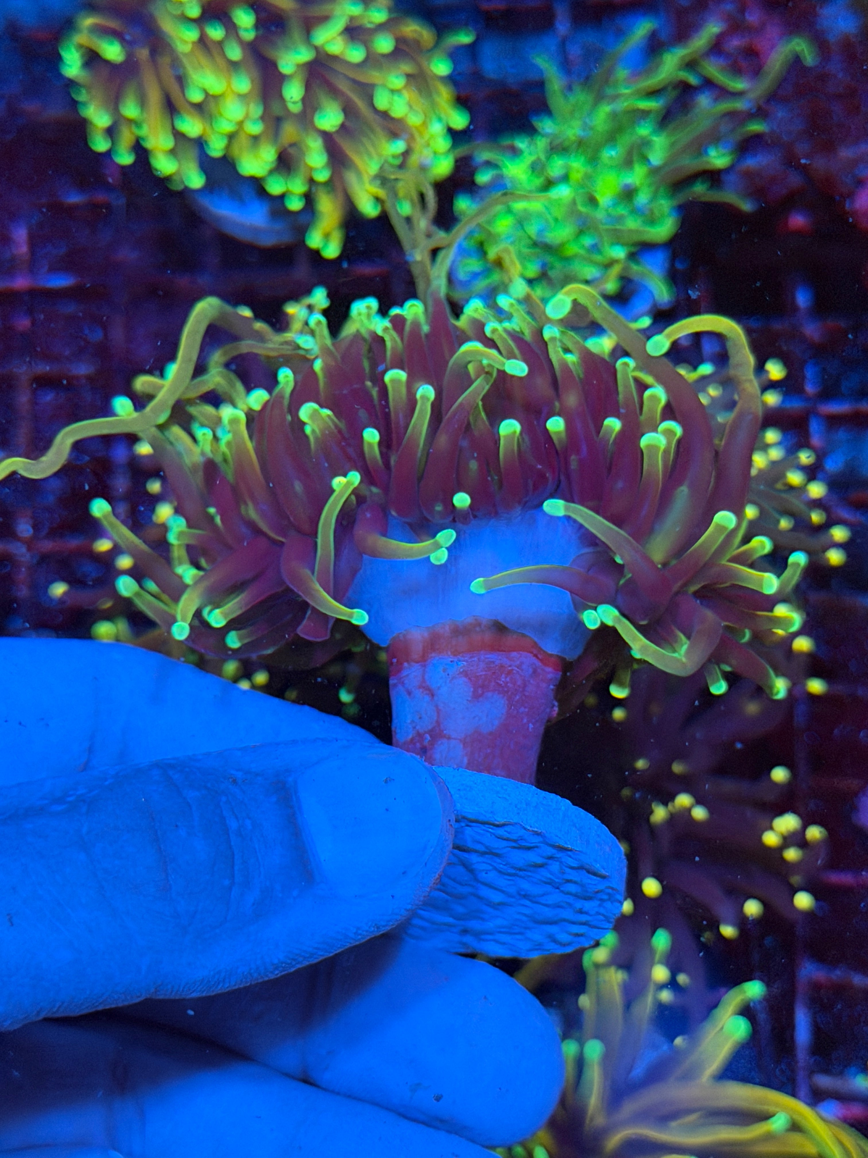 JEA 21 Tails Torch Coral 2 XXL Heads