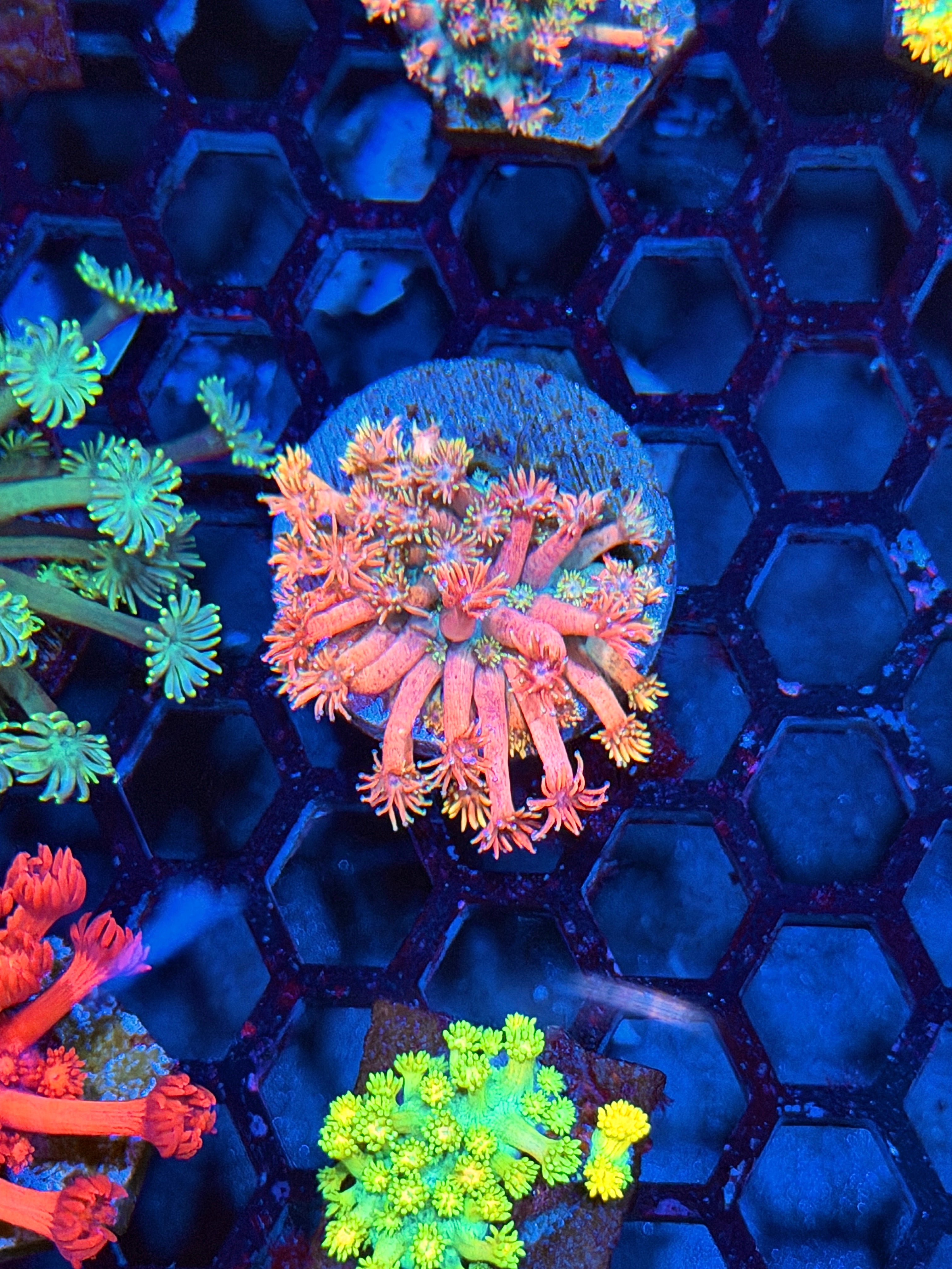 JEA Strawberry Milkshake Goniopora Coral
