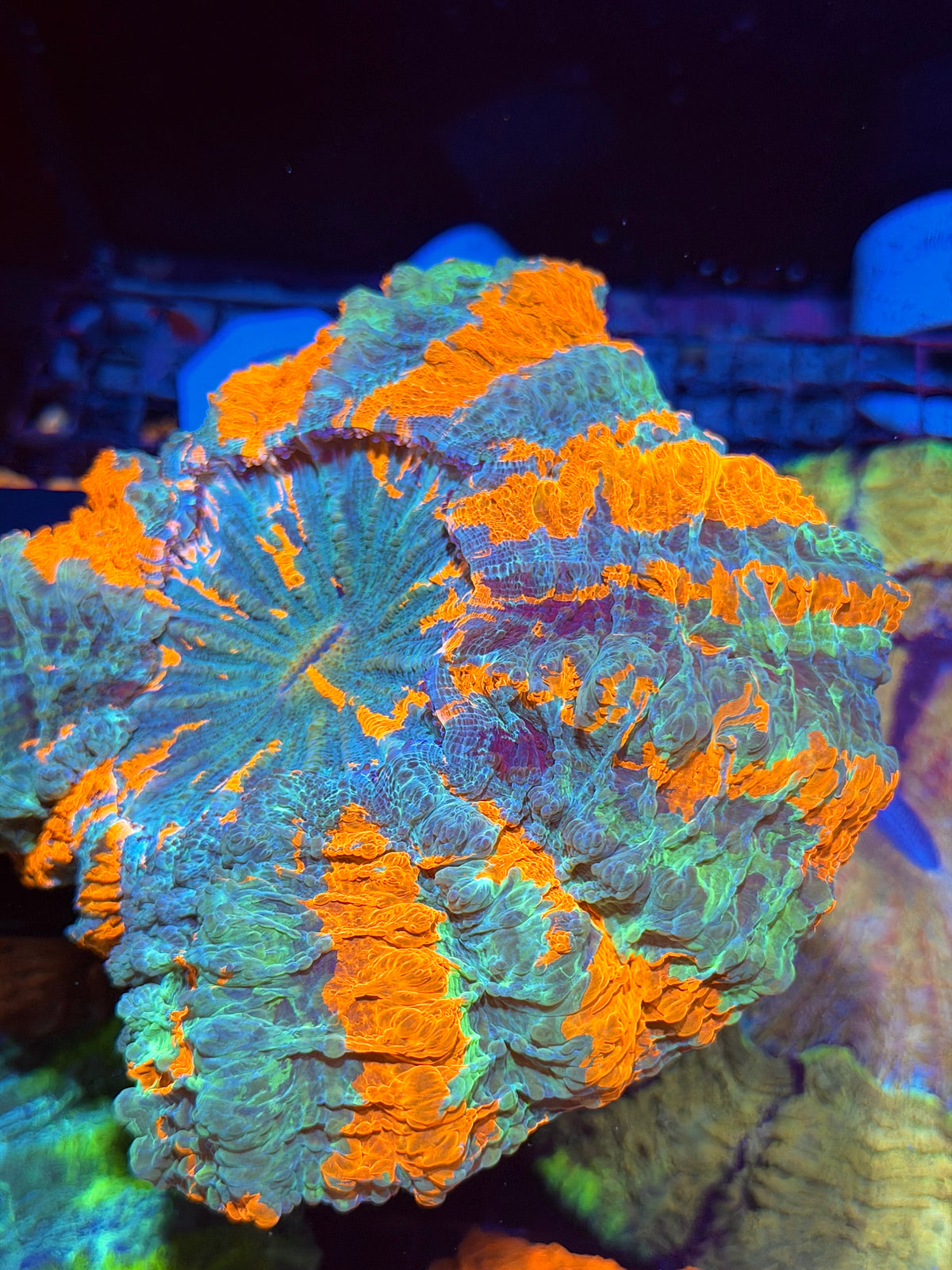 Rainbow Acanthophyllia Meat CoRAL XL Show Piece 9/22