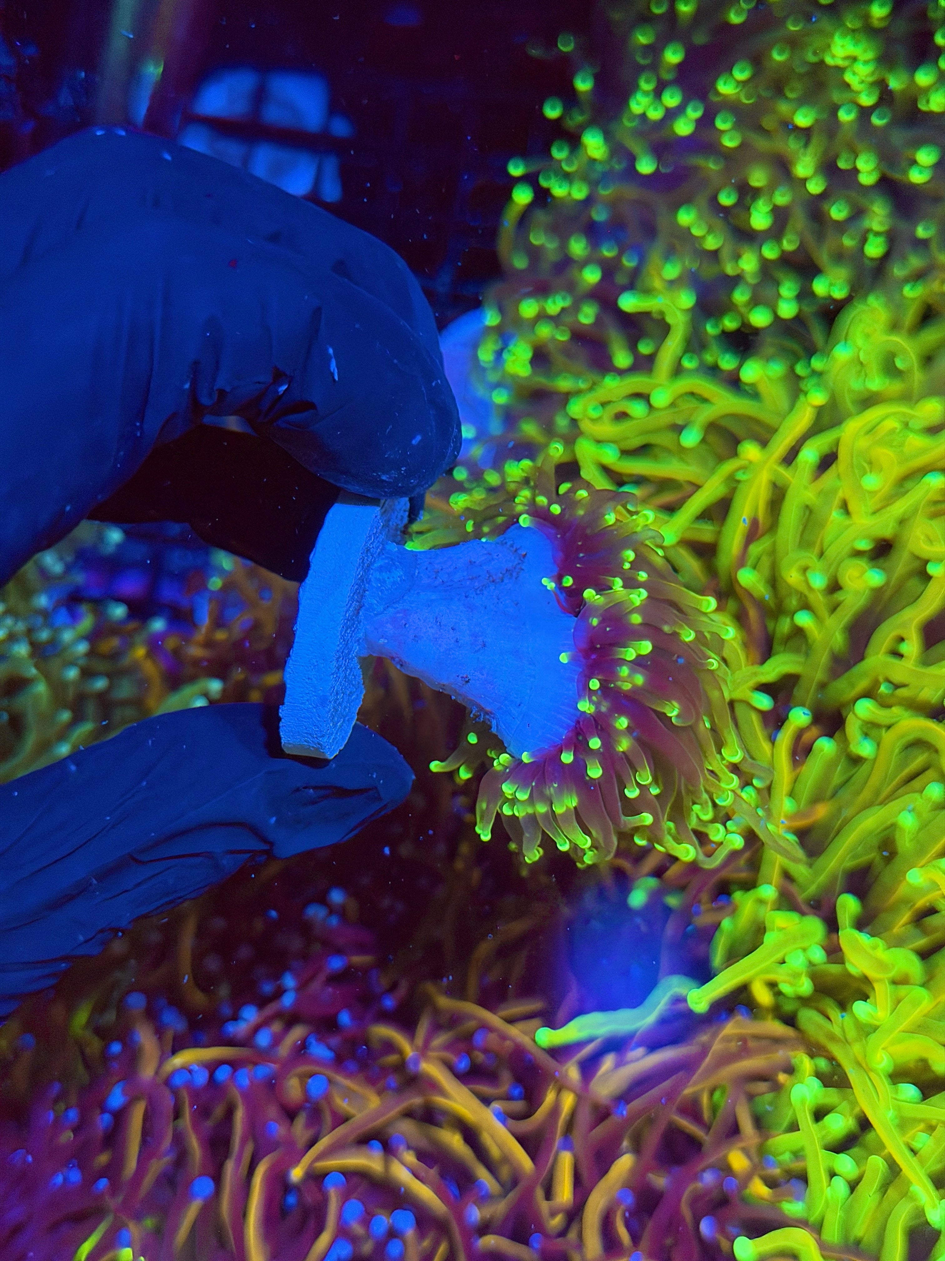 JEA Dragon Fire Torch Coral 2 XL Heads