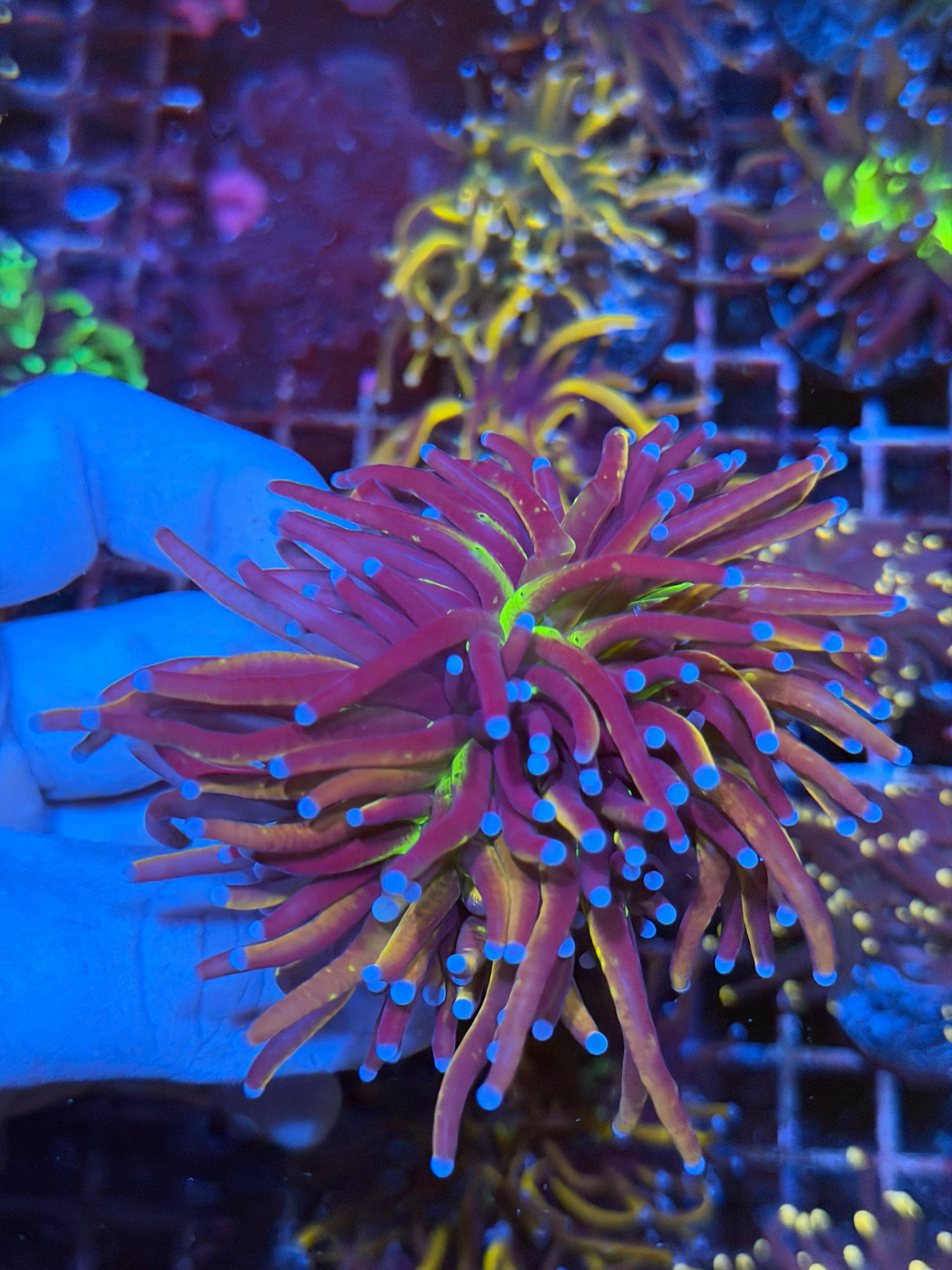 JEA Dragon Goddess Torch Coral 2 Heads SplItting XL  2/24