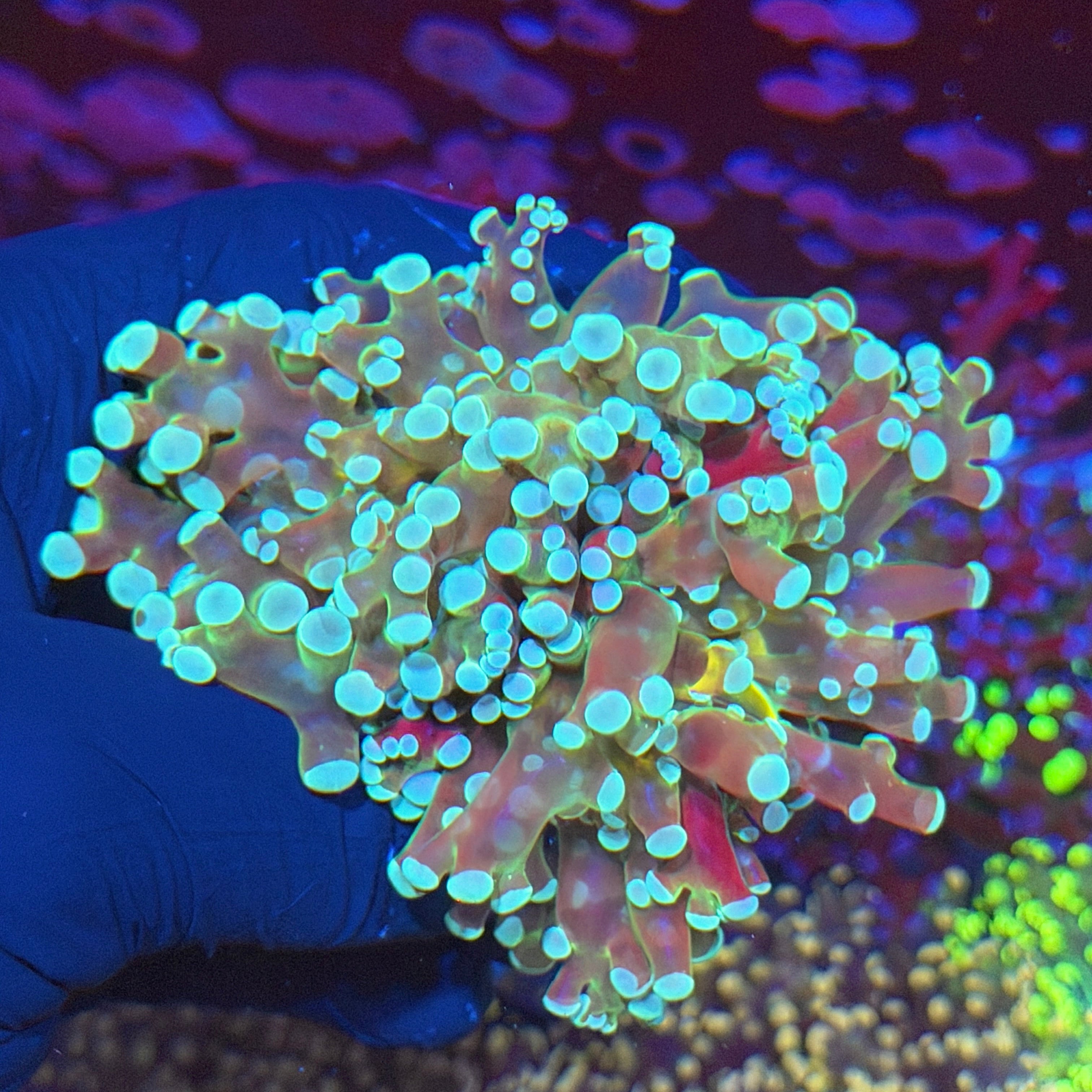 JEA Blue Magic Frogspawn Coral 2 Heads XXL 6/4