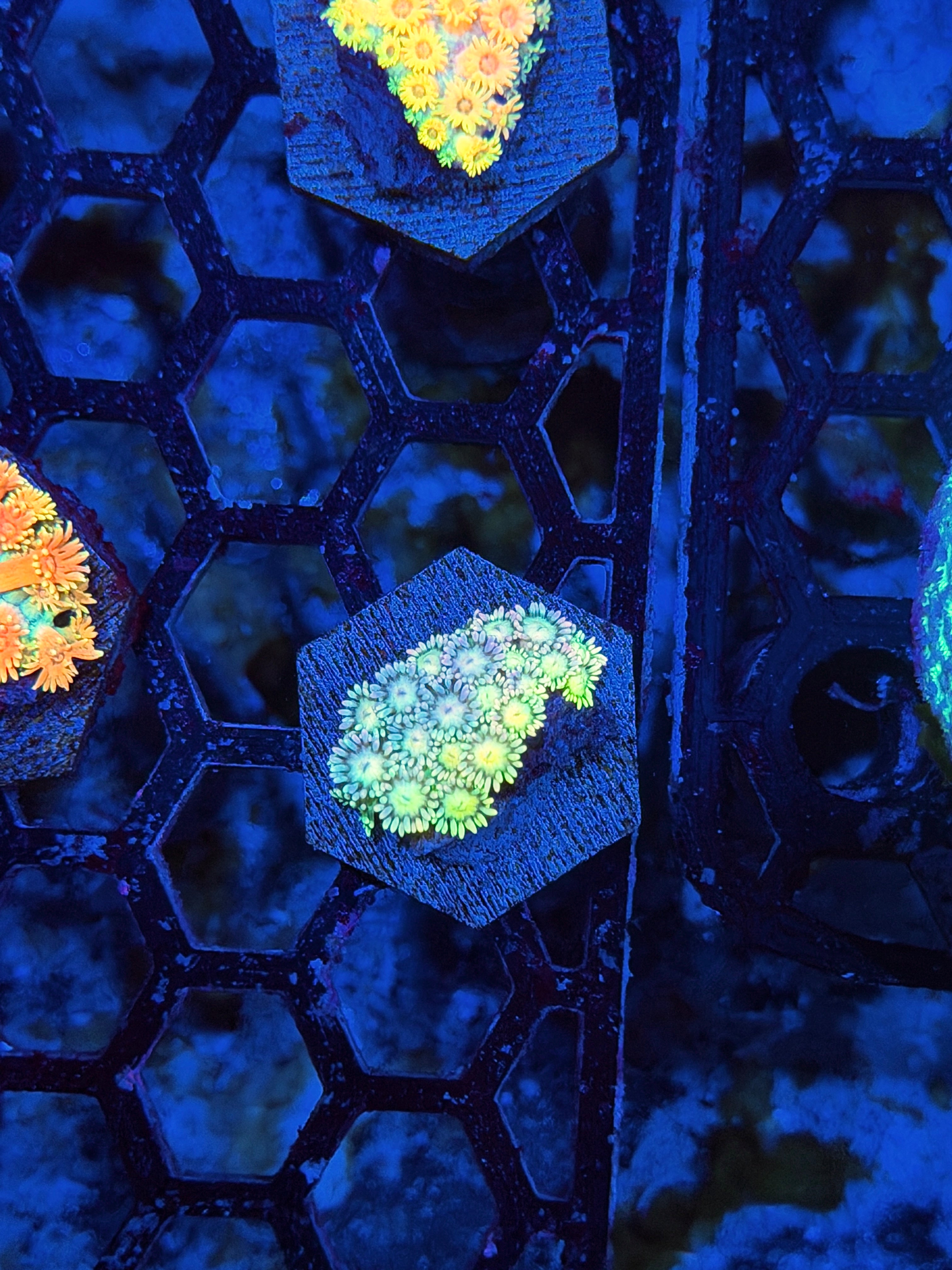 JEA Glowstick Goniopora Coral