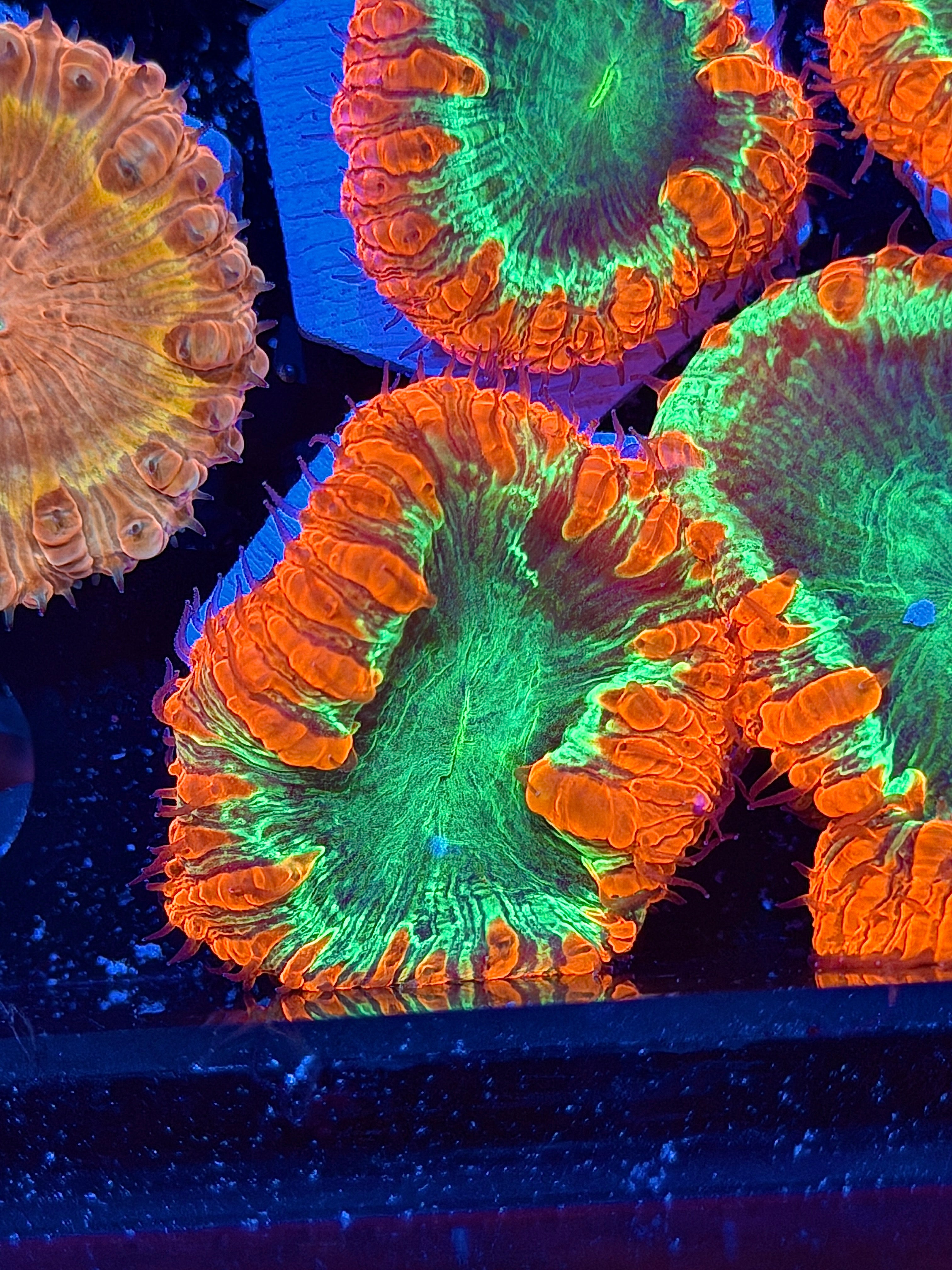 JEA Pyromaniac Blastomussa Coral 1 XL Head *New Release*