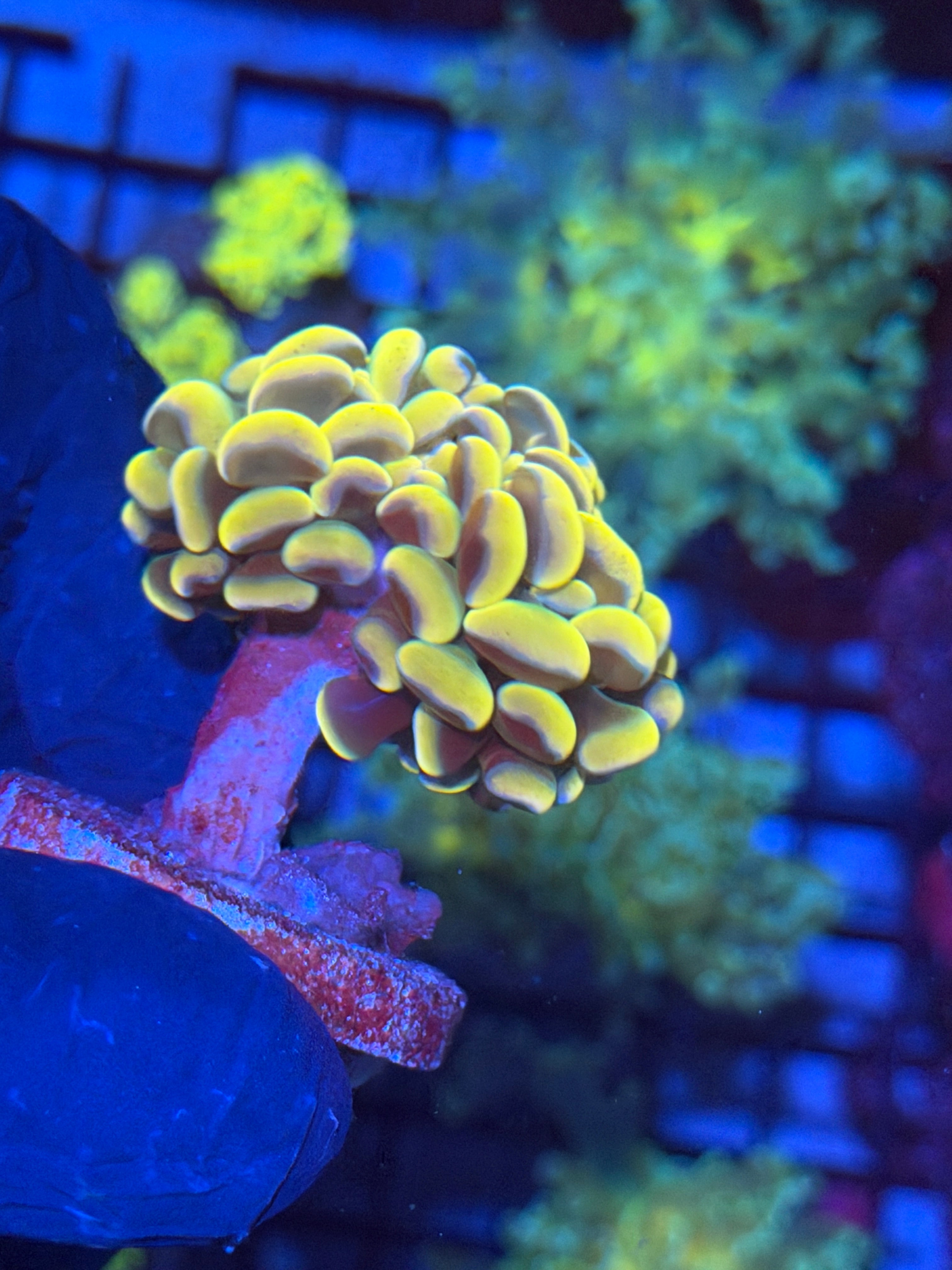 JEA Golden Boy Hammer Coral 1 Heads Splitting XL 11/28