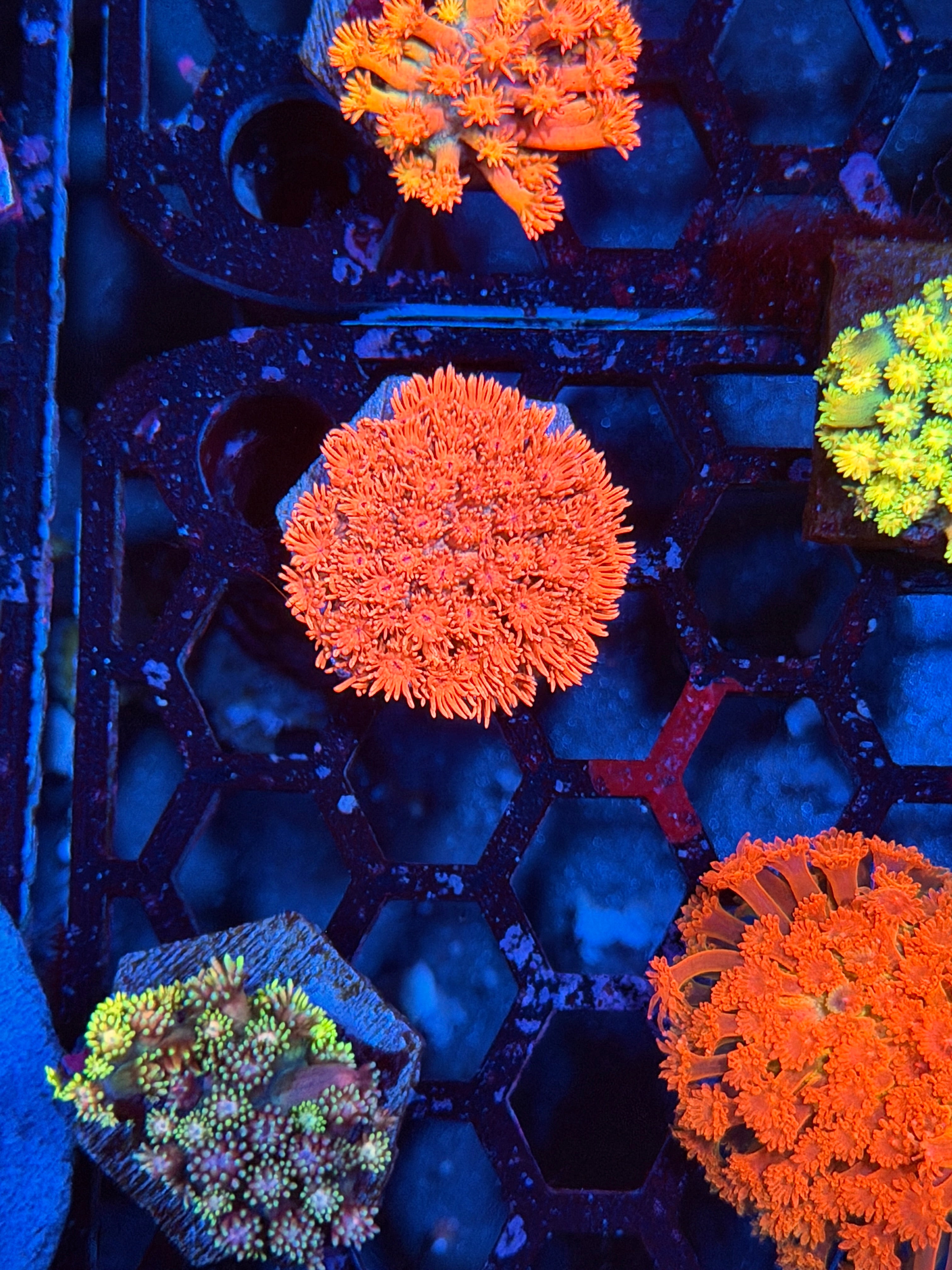 JEA Cherry Blossom Goniopora Coral