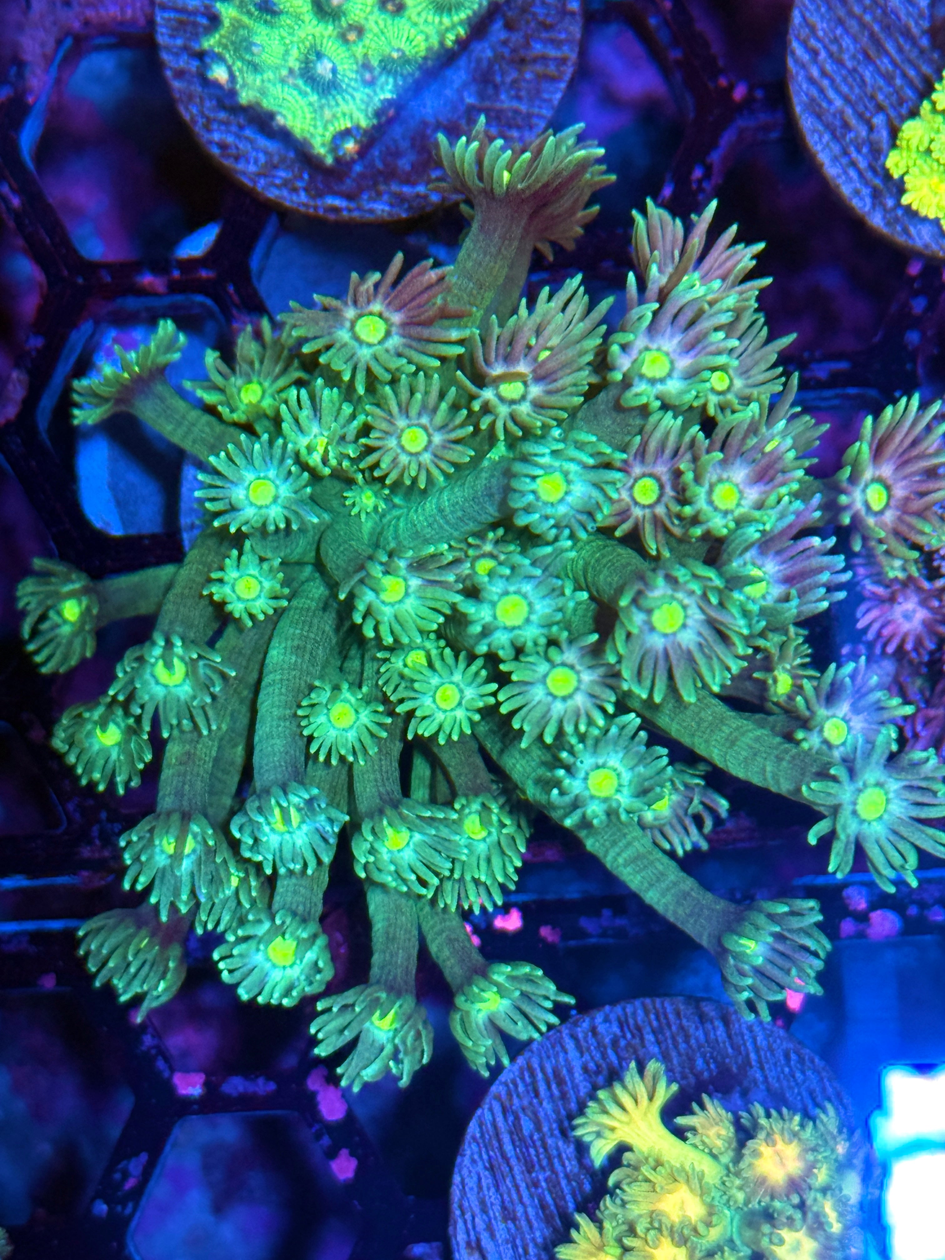 JEA Poison Dart Goniopora Coral XL Frag