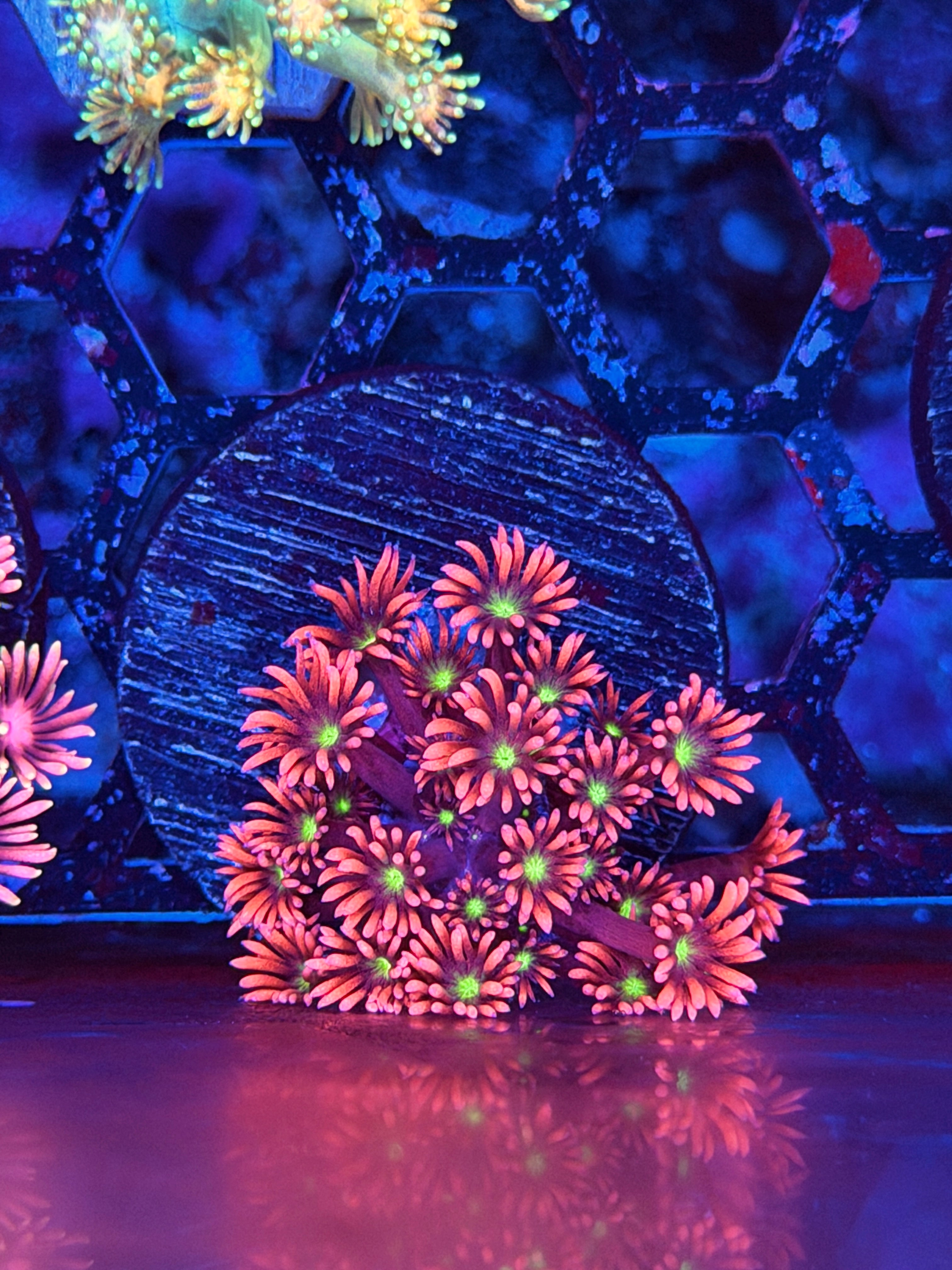 JEA Guava Goniopora Coral *New Release* 3/17