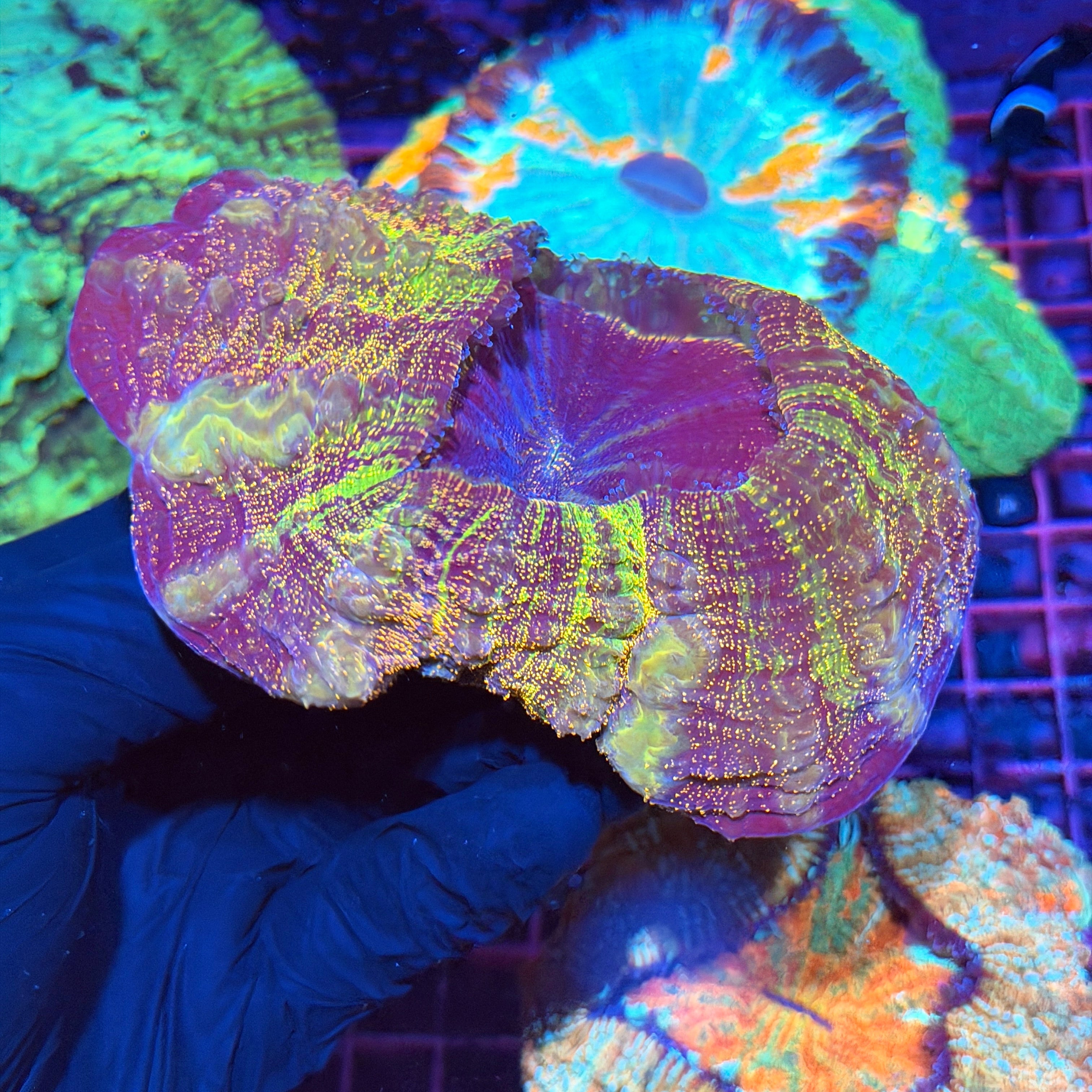 Rainbow Glitter Acanthophyllia Meat Coral XL 3/25