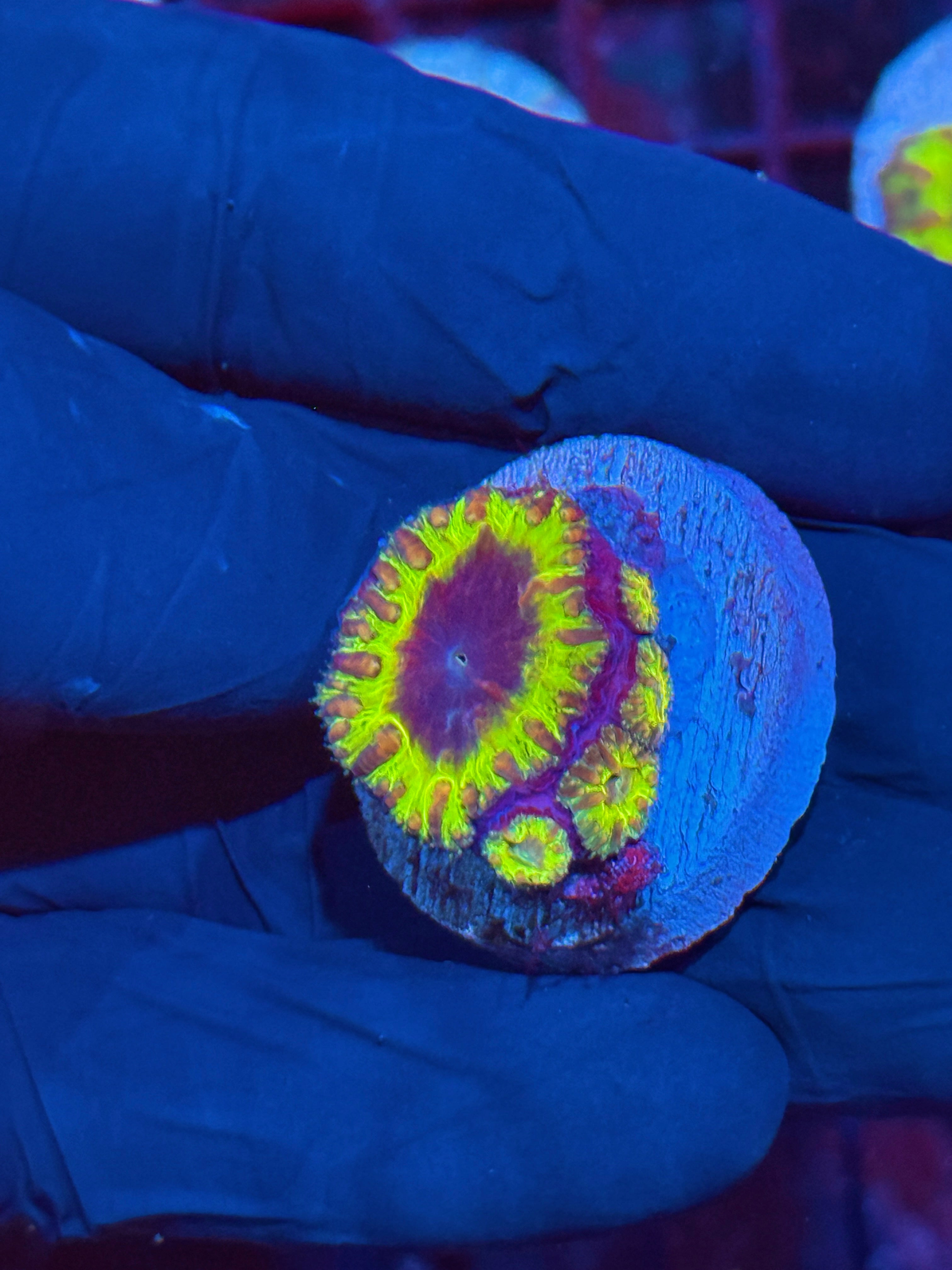 JEA Willy Wonka Blastomussa Coral 4 Heads 10/12