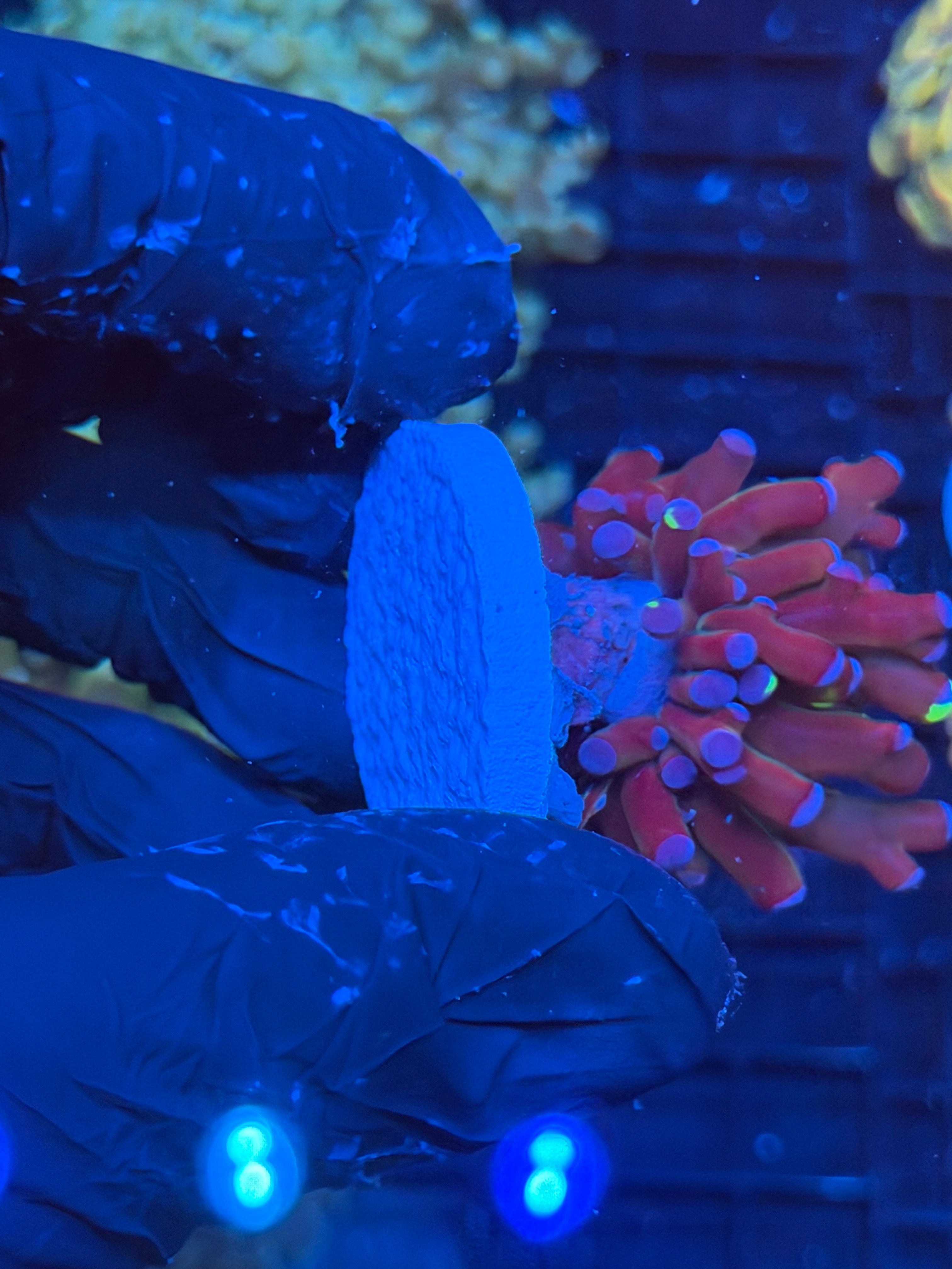 JEA Grafted Mardi Gras Frogspawn Coral 1 XL Head 9/5