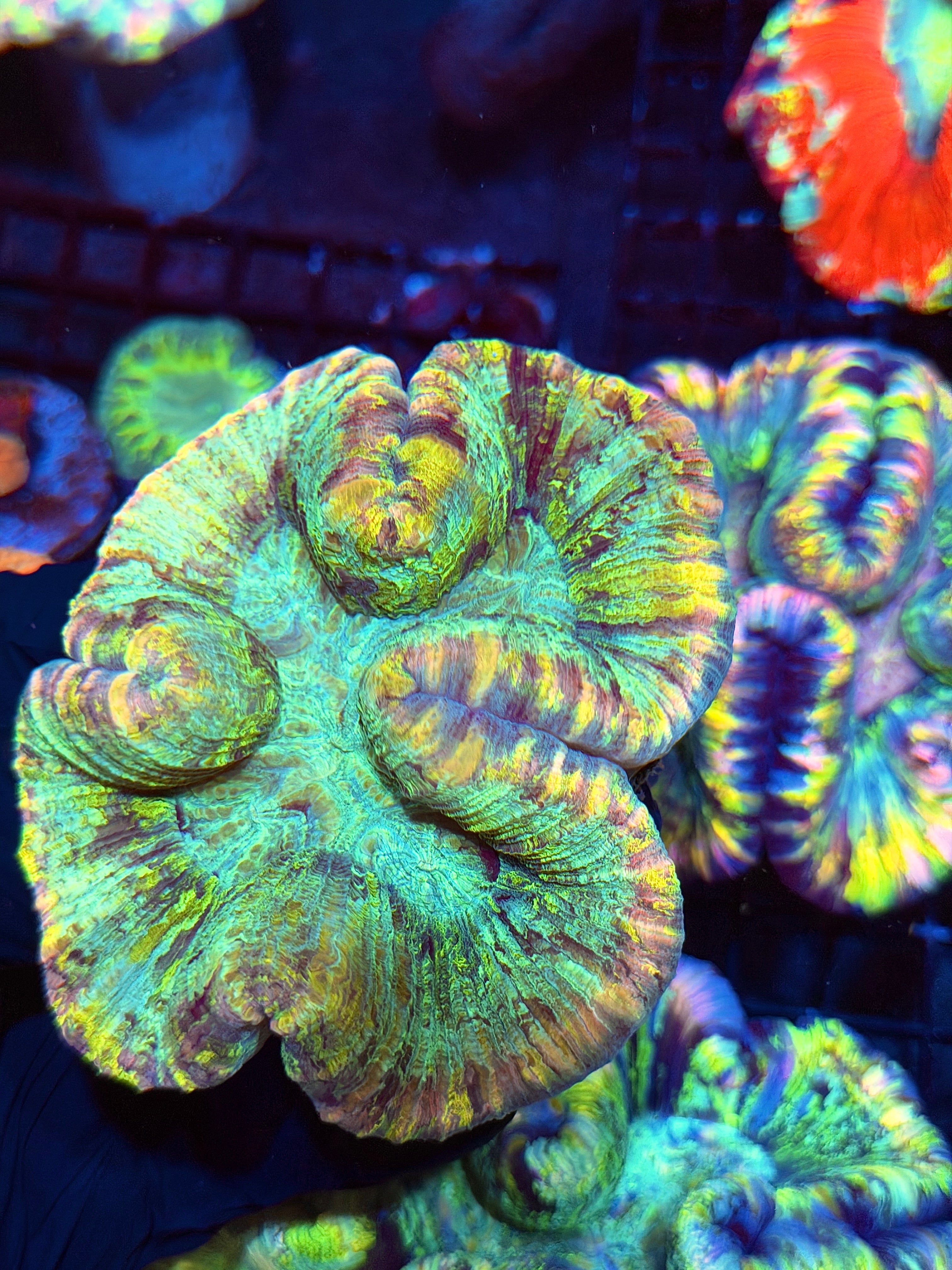 Multicolor Striped Trachyphyllia Meat Coral XL