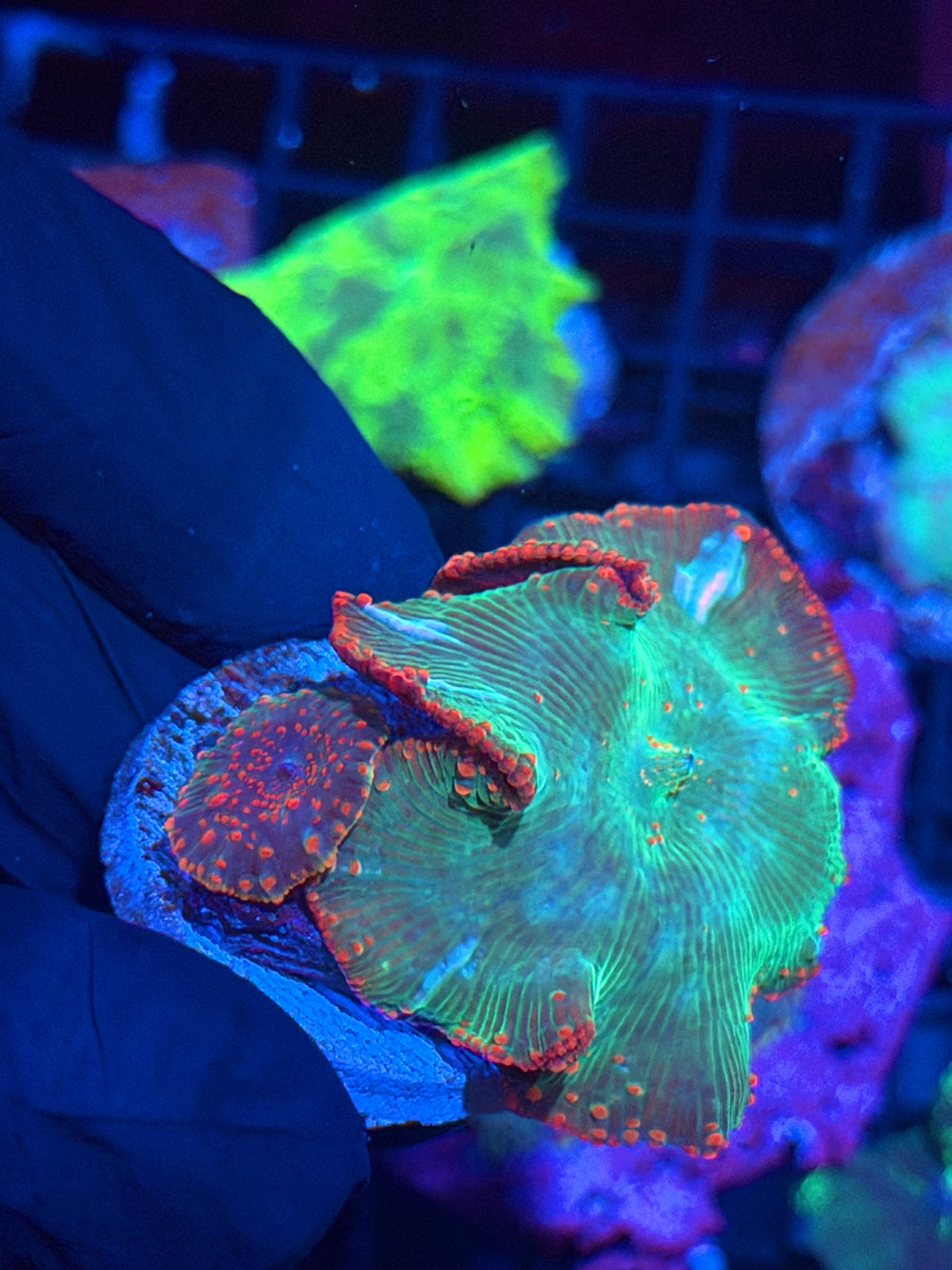 JEA Reptar Eclectus Jawbreaker Mushroom Coral XL Mama + Baby 9/28