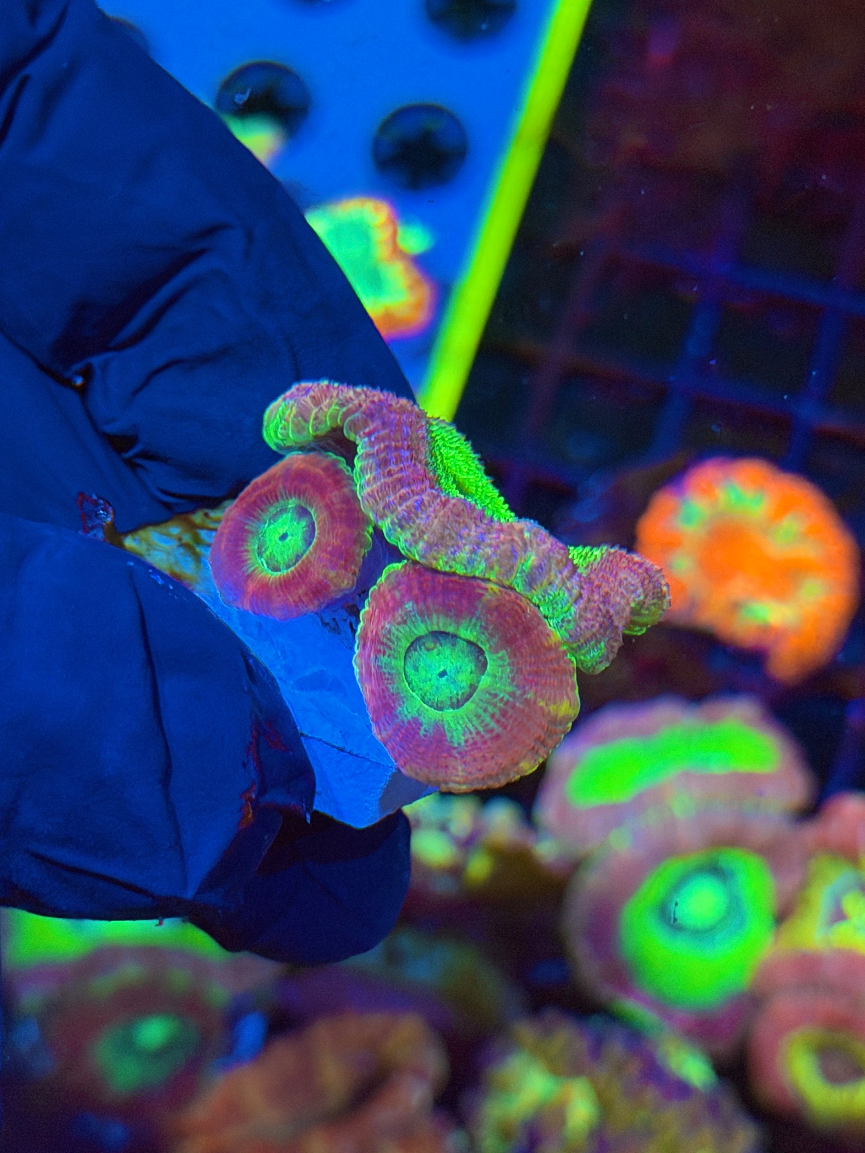 JEA Sugar Baby Asian Acans Coral 3 XL Heads 4/24