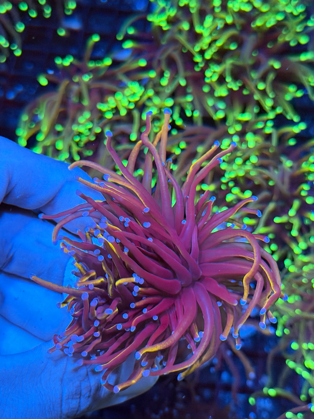 JEA Orange Peel Torch Coral 2 Heads XL 9/22
