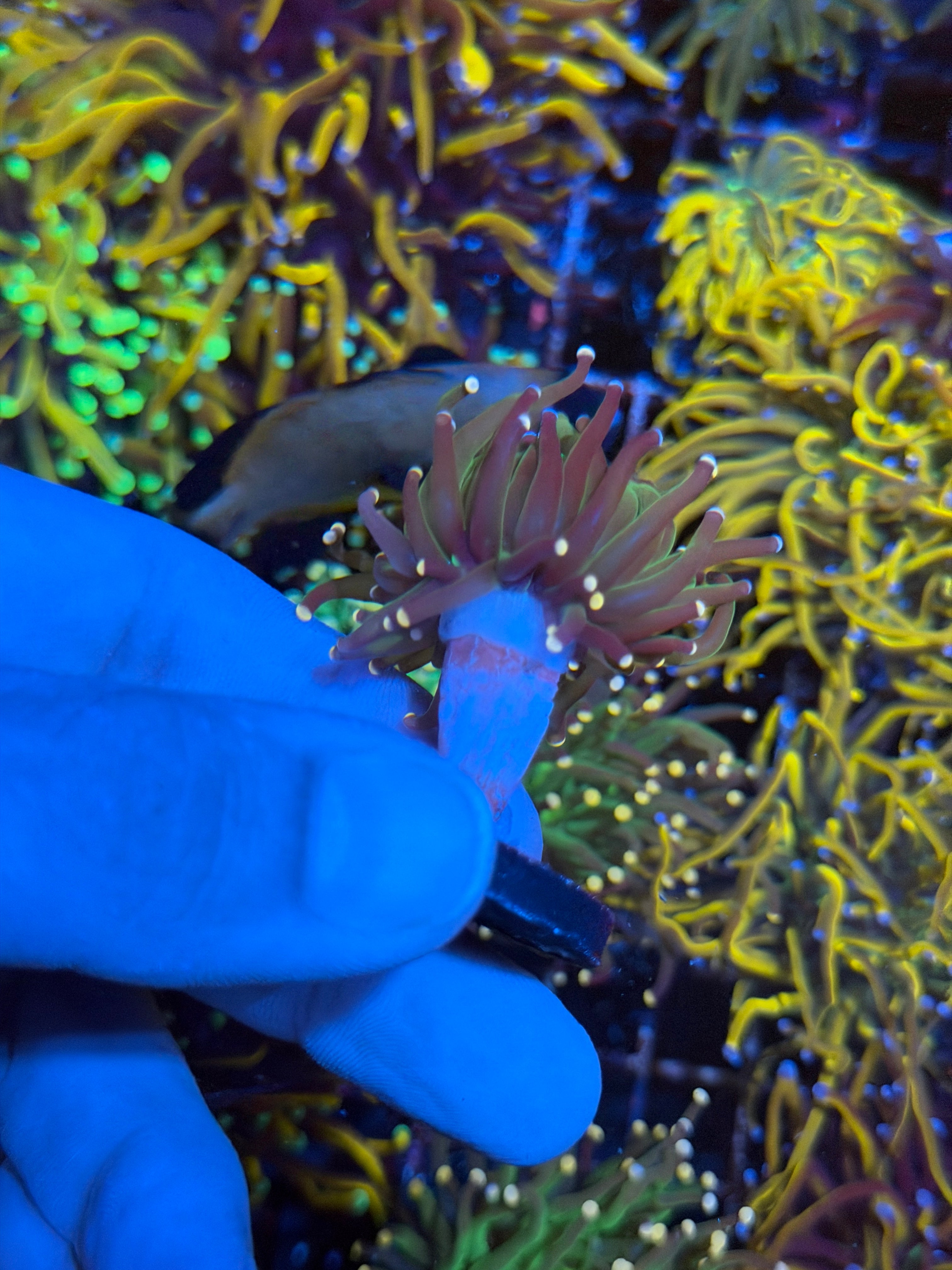 JEA Confetti Torch Coral 1 Head 2/25