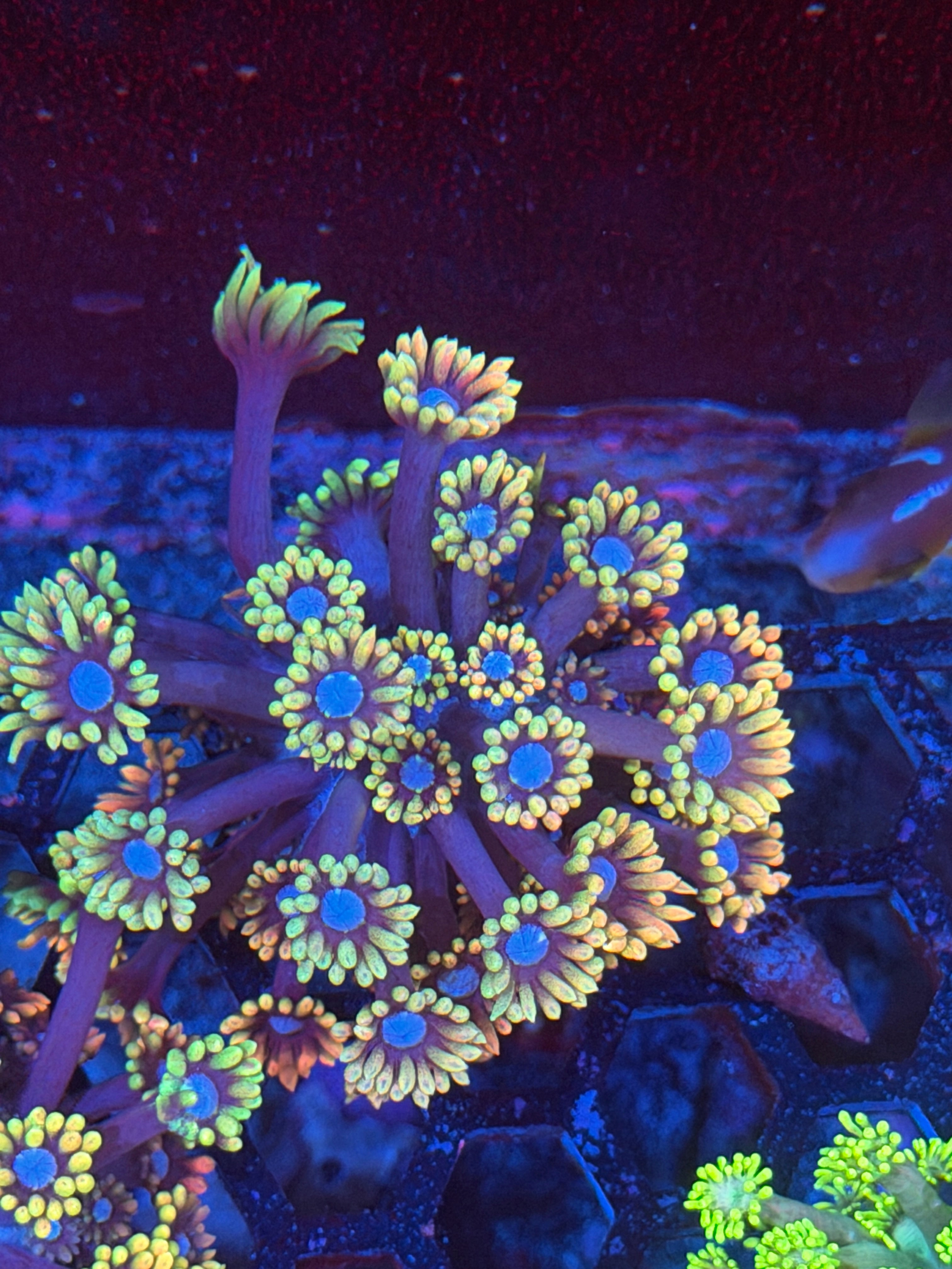 JEA Miami Vice Goniopora Coral XL Frag 12/1