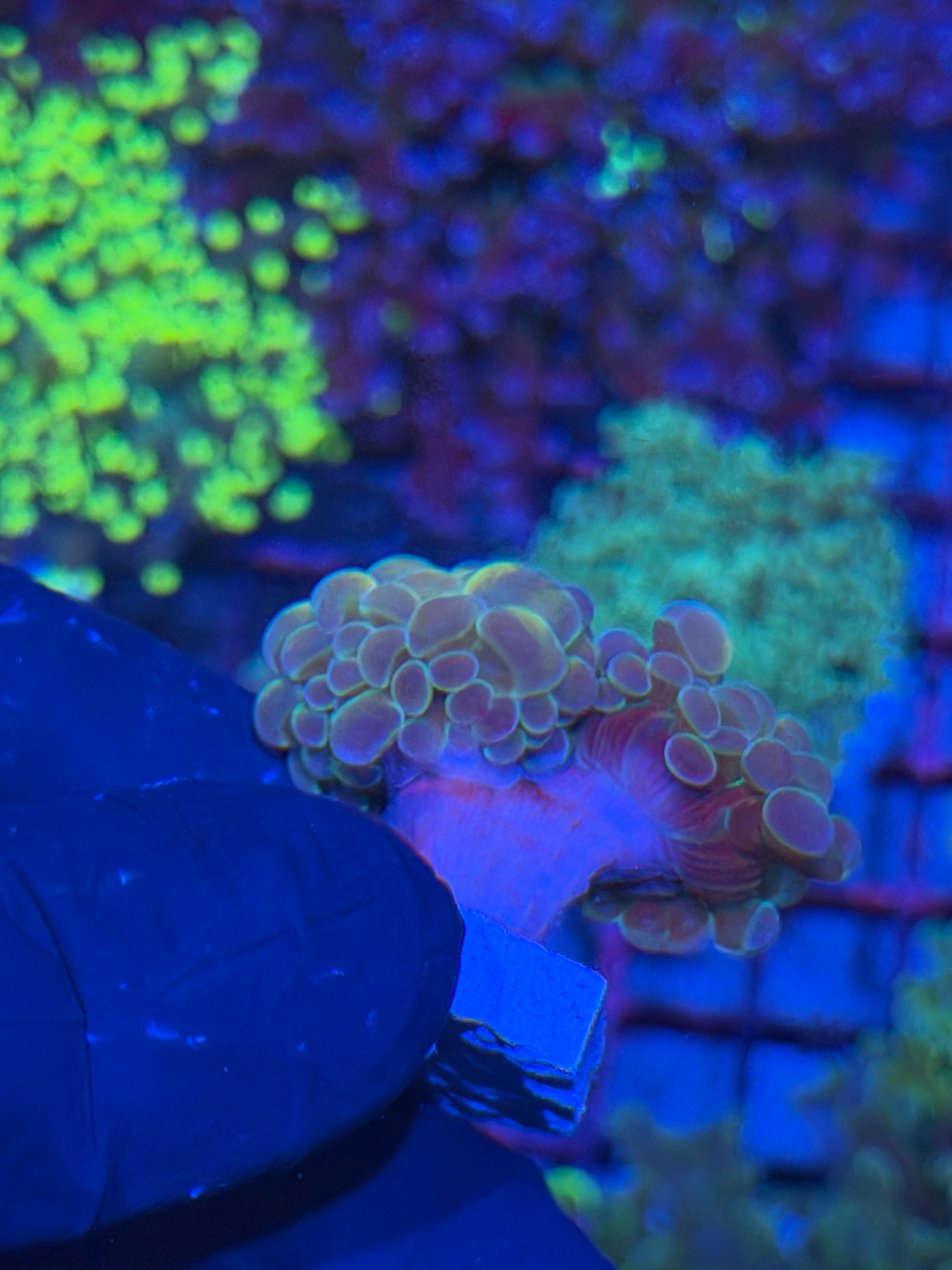 JEA Orange Holo Hammer Coral 2 Heads 7/21