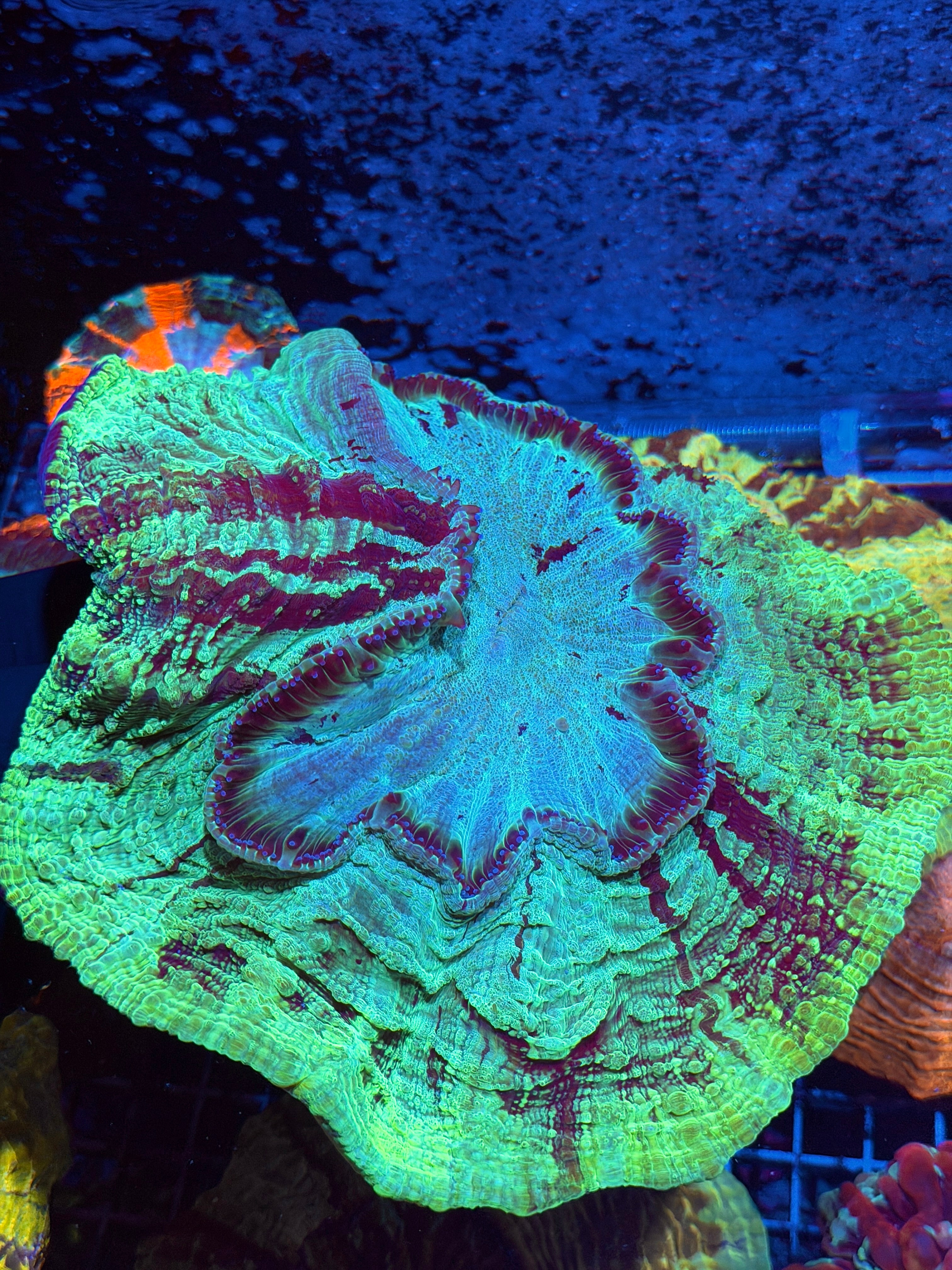 Striped Multicolor Acanthophyllia Meat Coral XXL Show Size 6/3