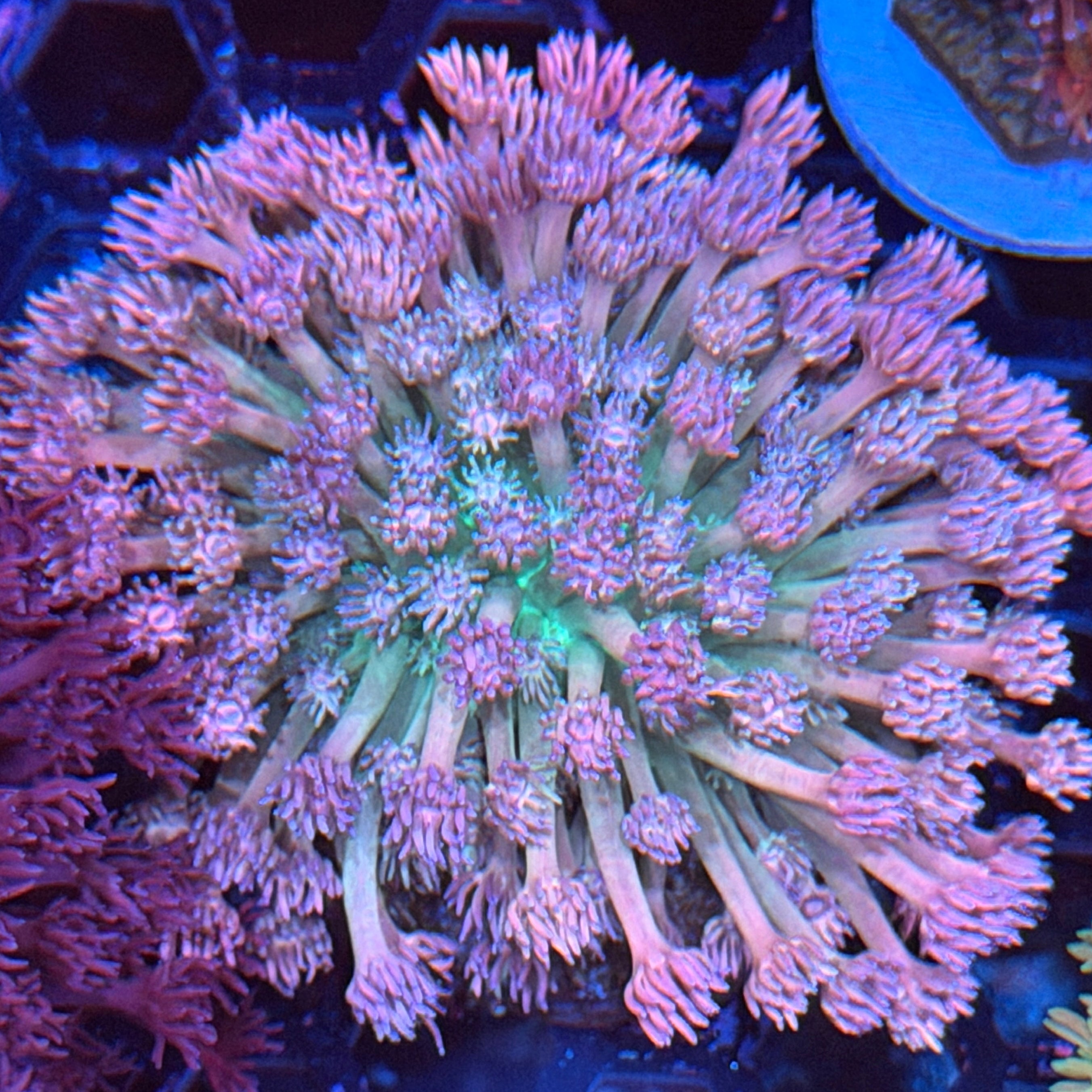 JEA Fairy Dust Goniopora Coral Colony XL 2/24