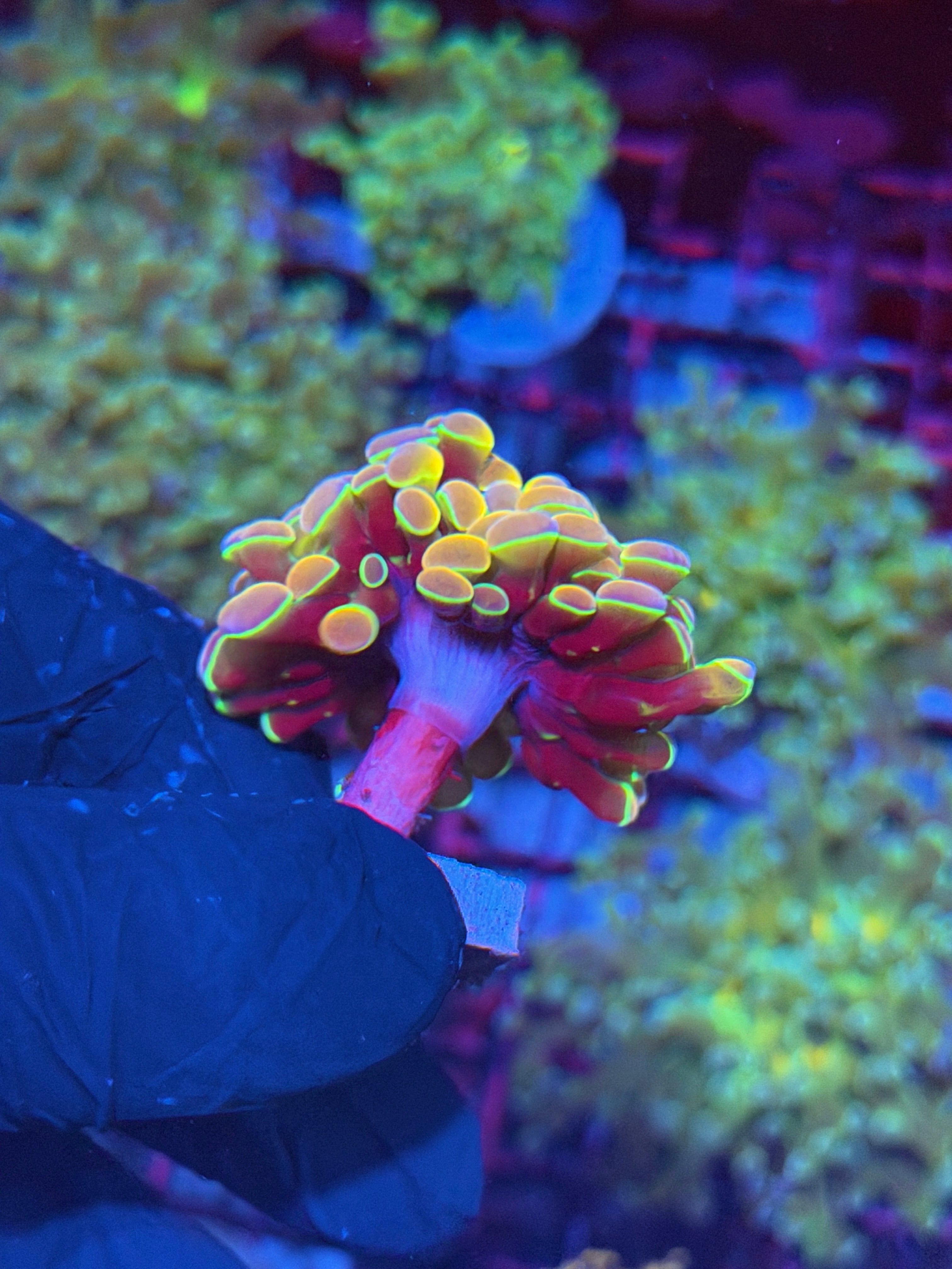 JEA Rainbow Dreams Hammer Coral 1 XL Head Splitting 8/1