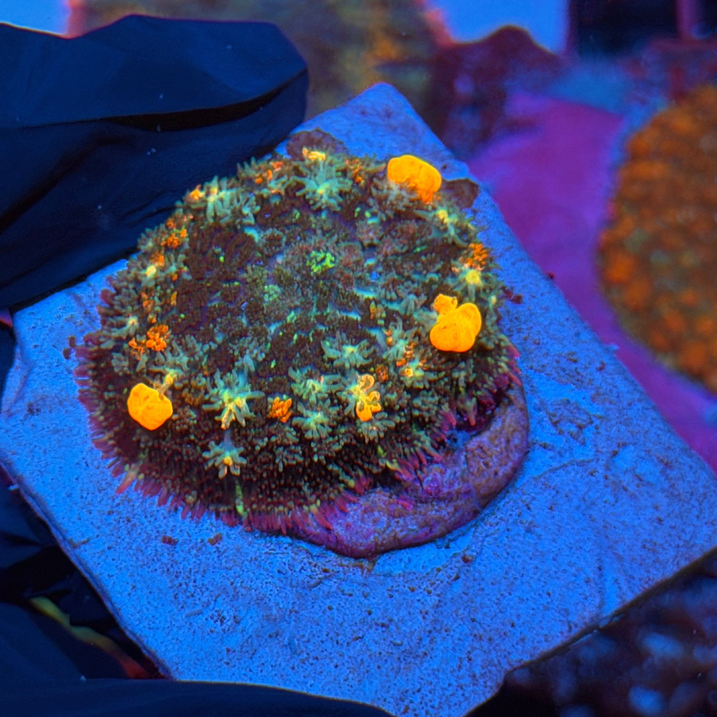 JEA Ring Of Fire Bounce Mushroom Coral XL 2” 3/4