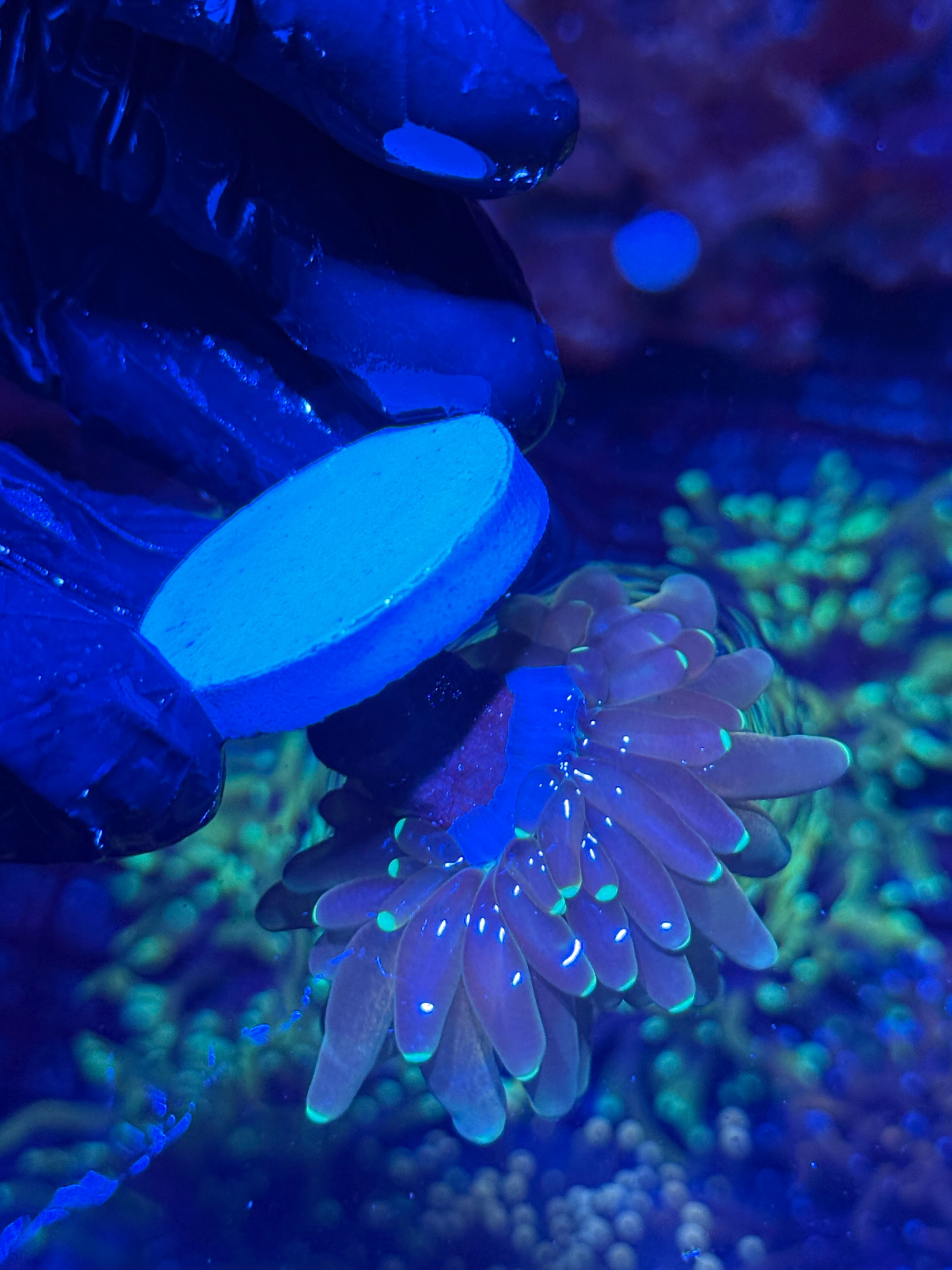 JEA Branching Tiger Torch Coral Insane
