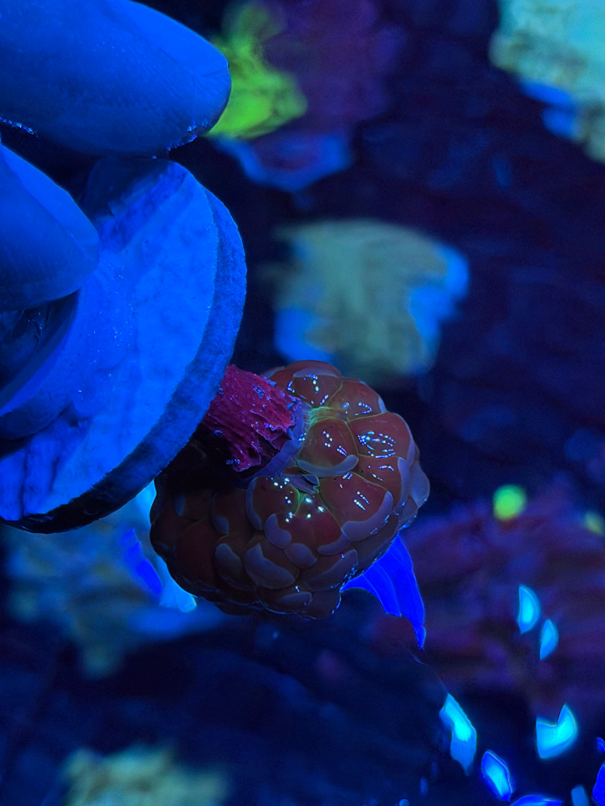 JEA 24K Hammer Coral 1 Head 9/21