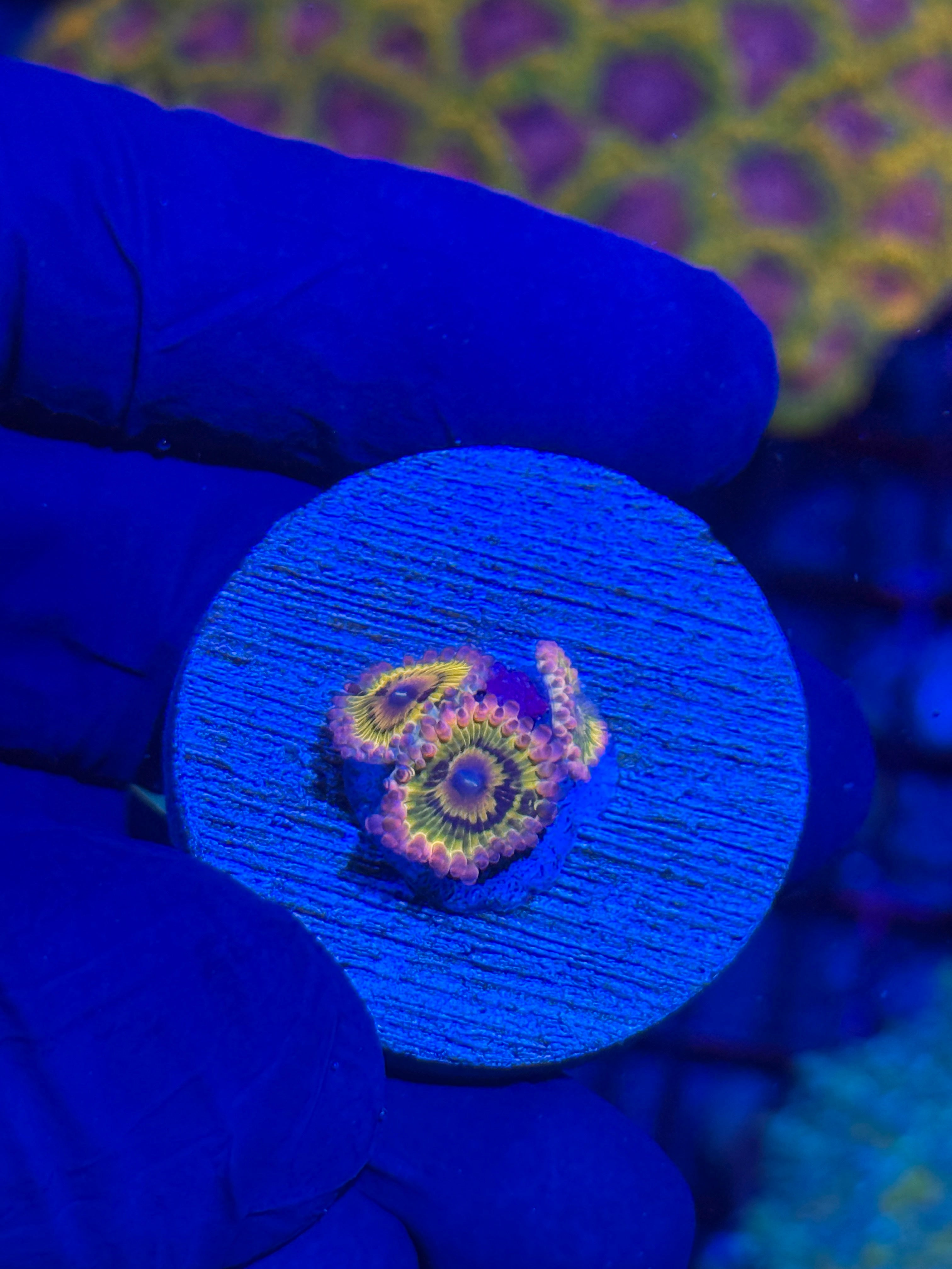 JEA Chiquita Zoanthid Coral 3 Polyps