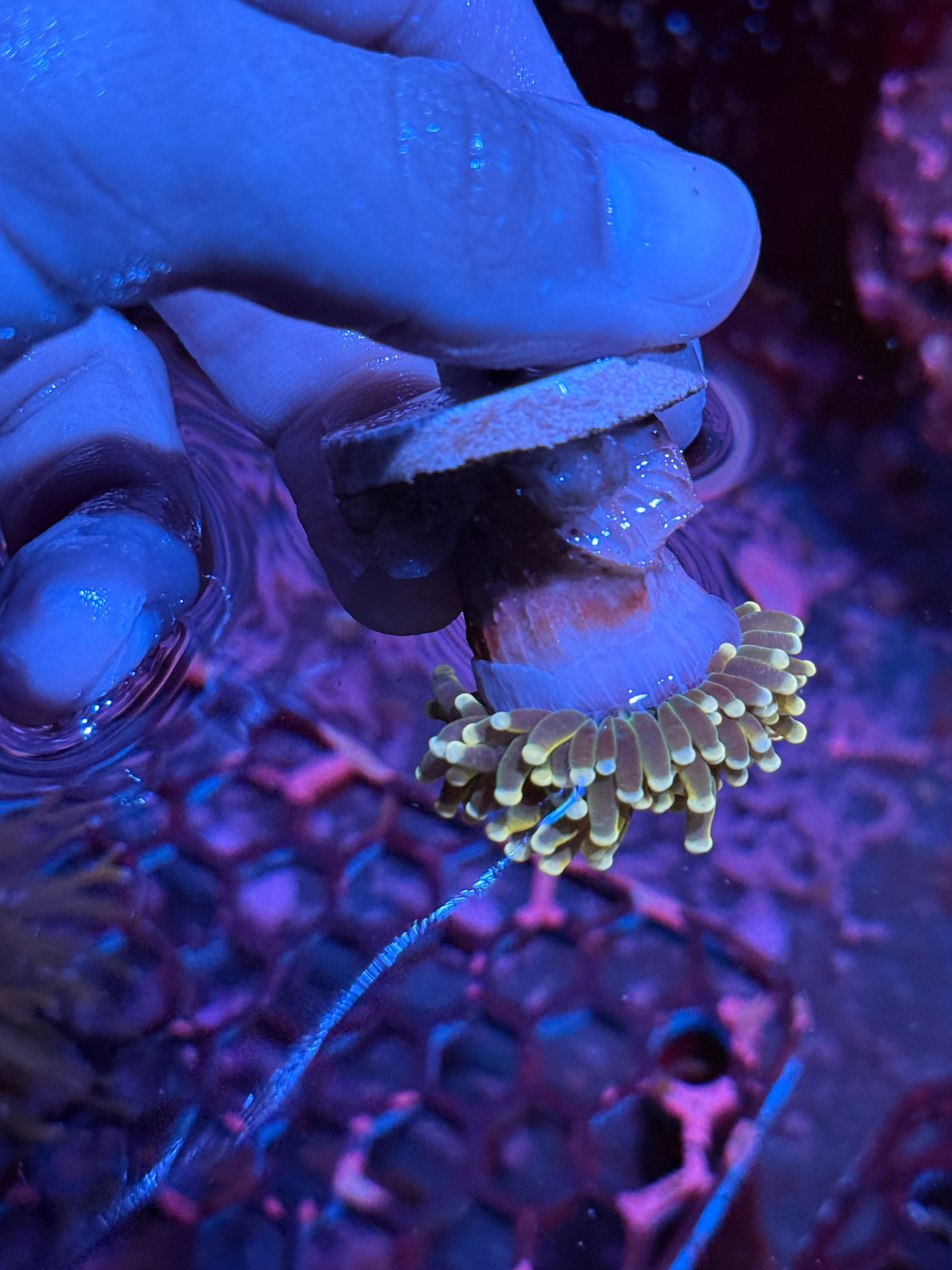 JEA Banana Peel Torch Coral 1 Head 10/12