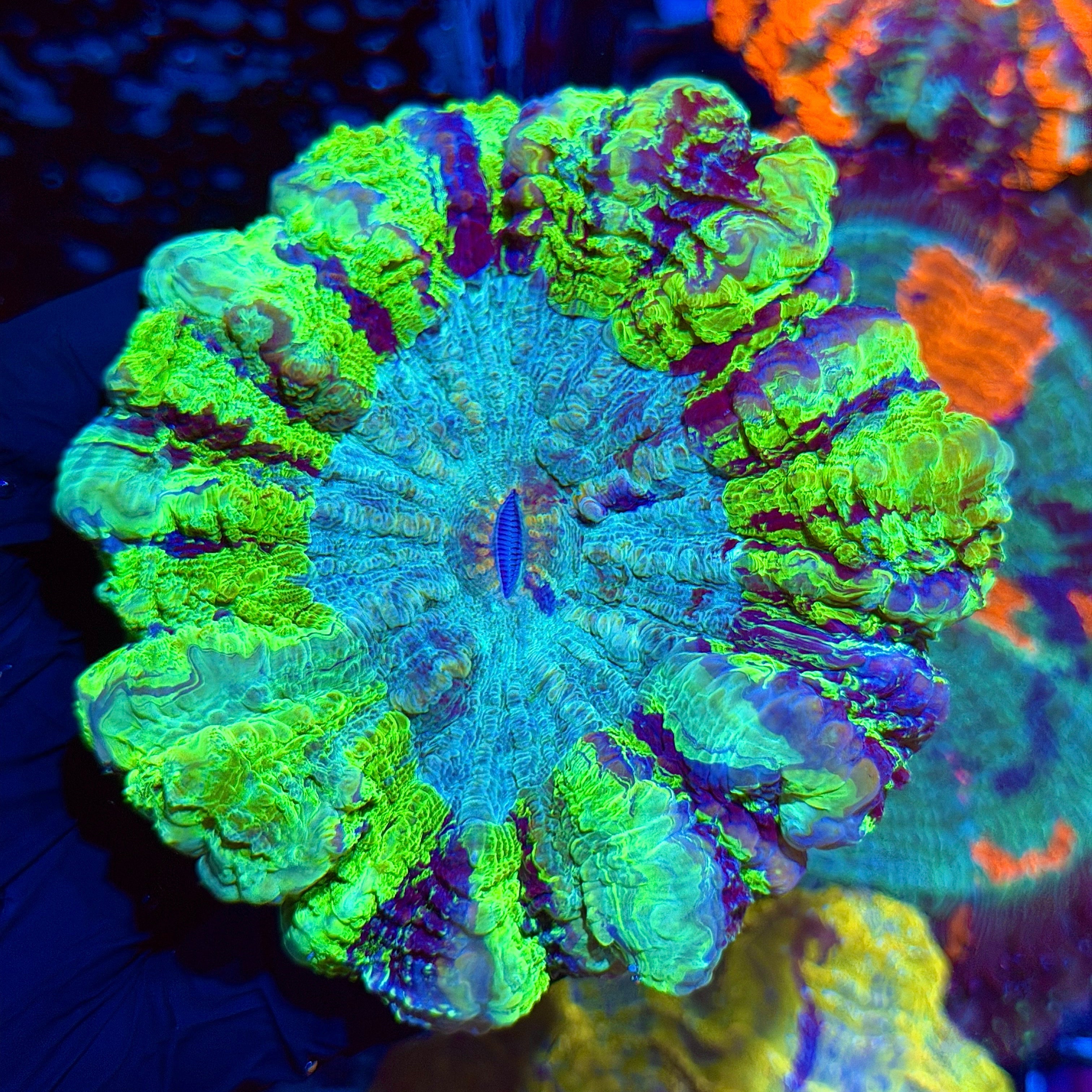 Jay's Exotic Corals