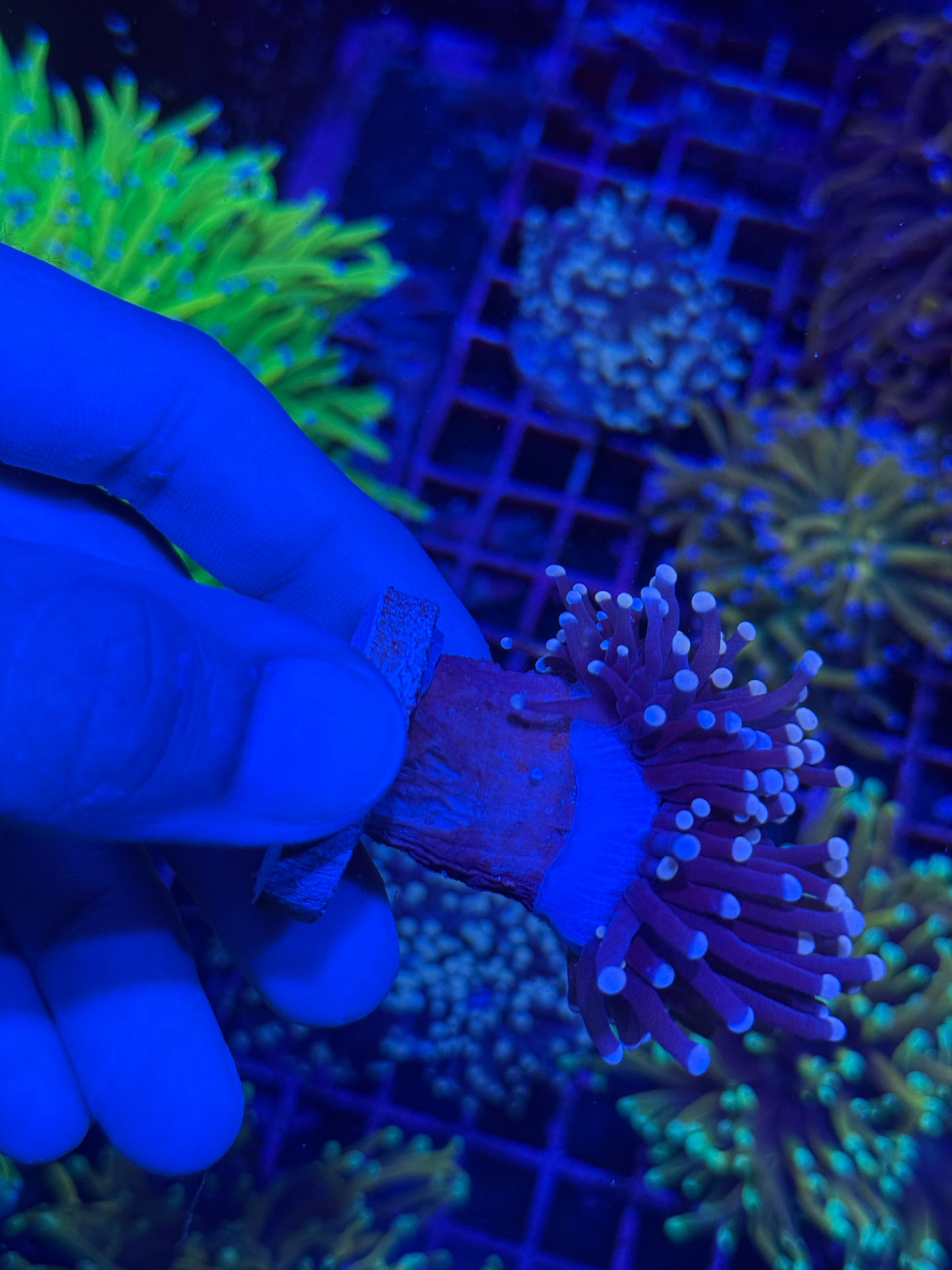 JEA Gumdrop Torch Coral 1 XL Head Splitting