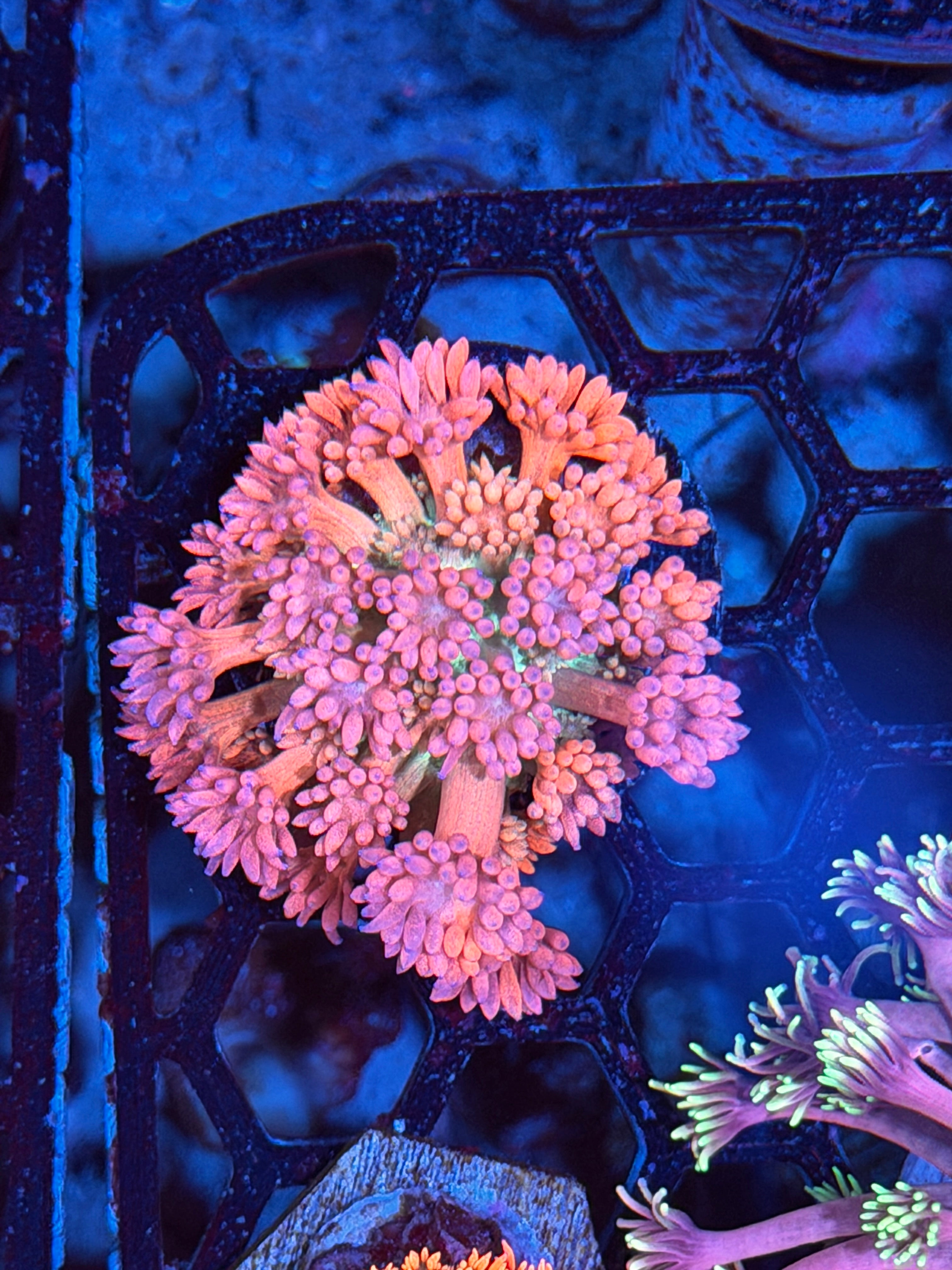 JEA Cosmic Explosion Goniopora Coral 2/25