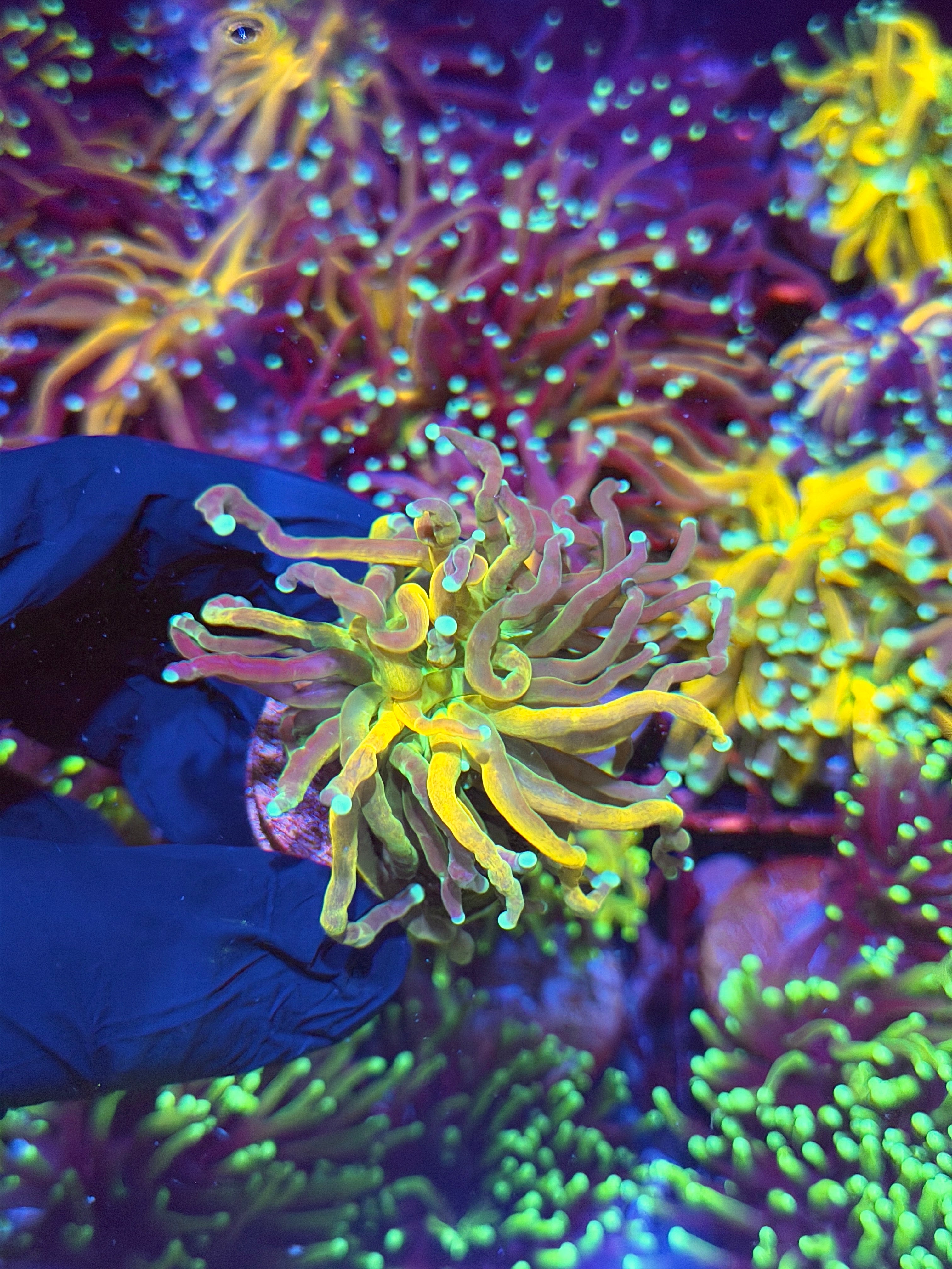 JEA Reverse Tiger Torch Coral 1 XL Head