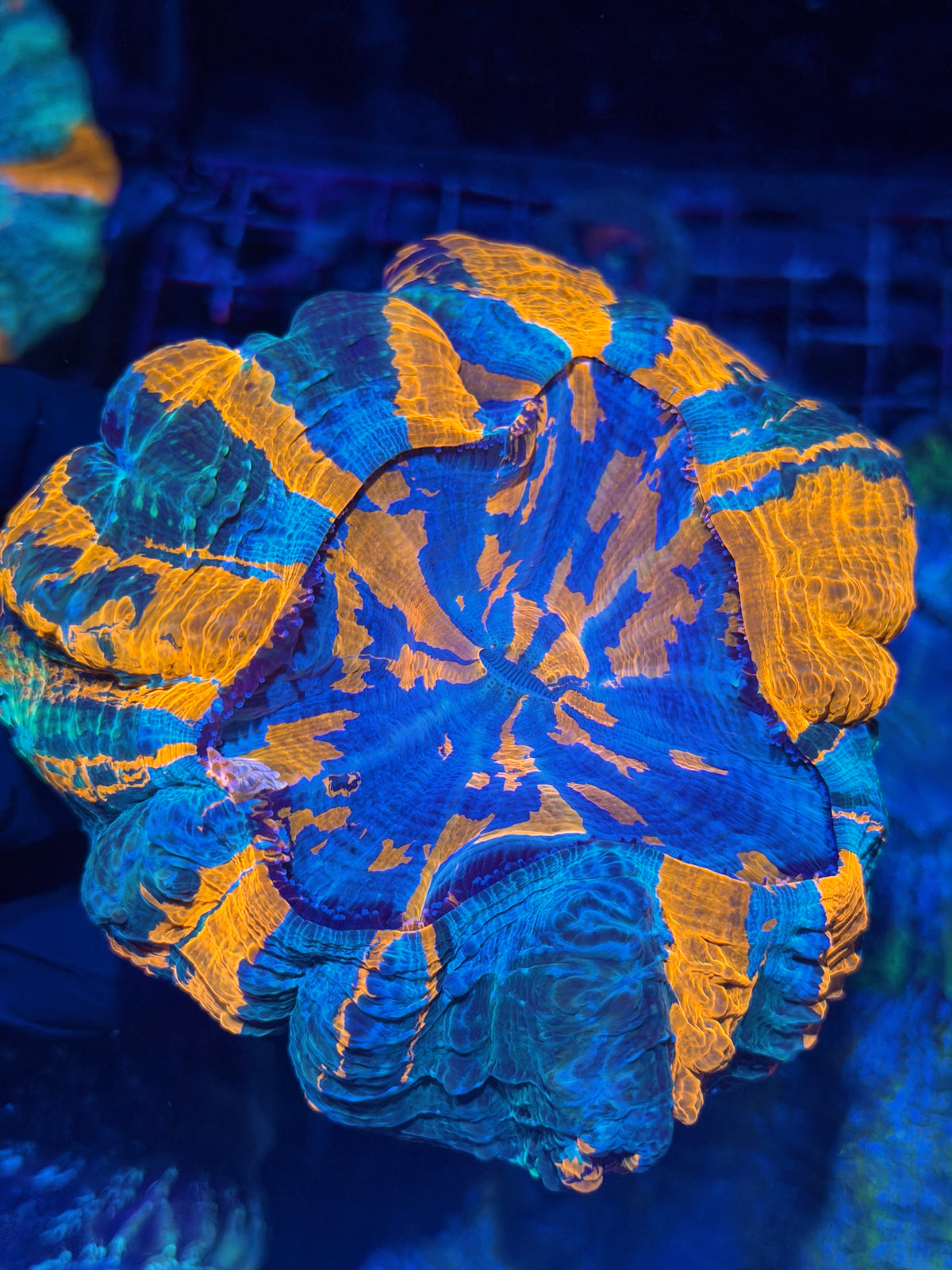 Insane Multicolor Striped Acanthophyllia Meat Coral XL 9/27