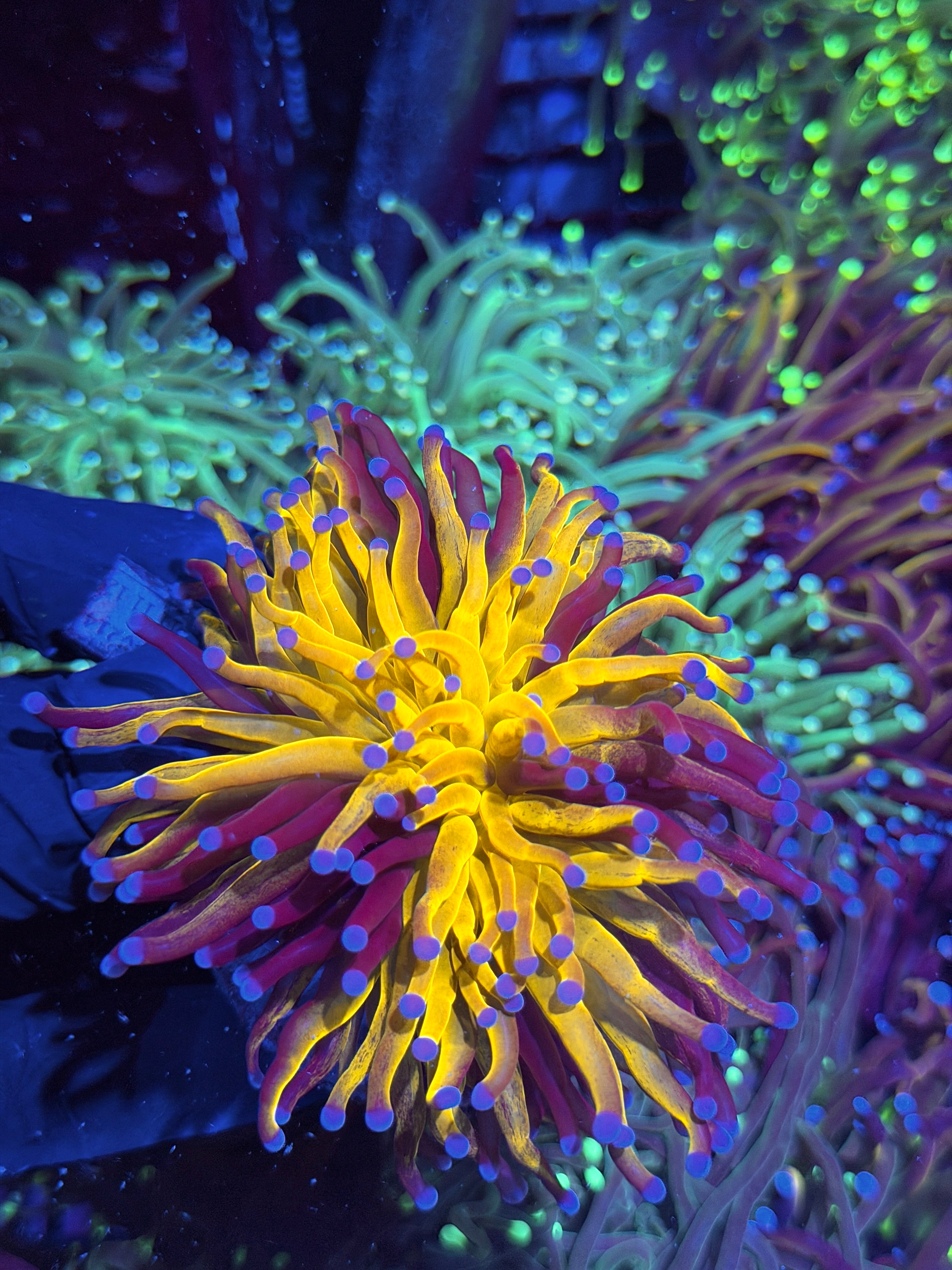 JEA Grafted Orange Tiger Torch Coral 1 XXL Head