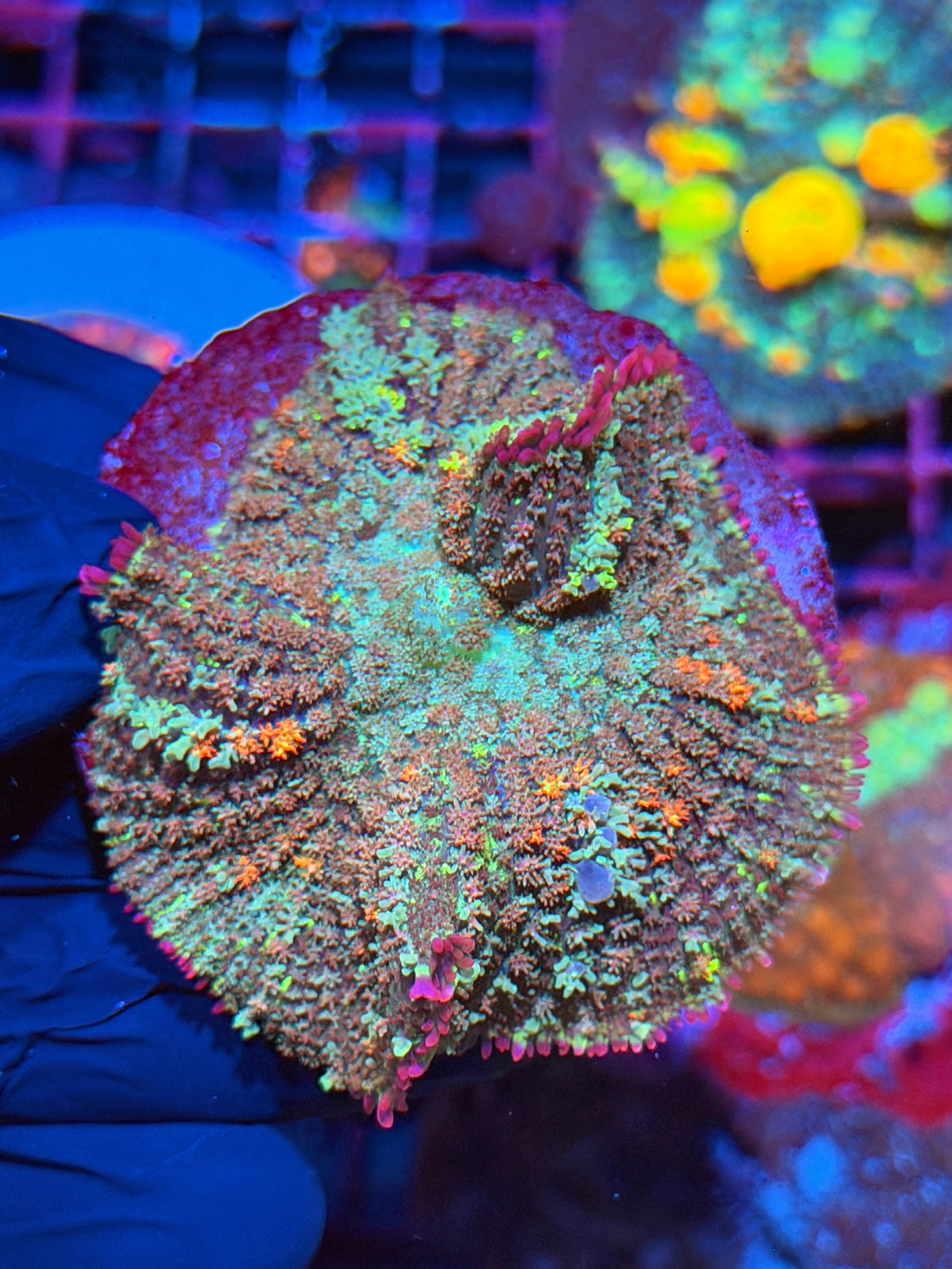JEA Bonfire Bounce Mushroom Coral XXL 2/25