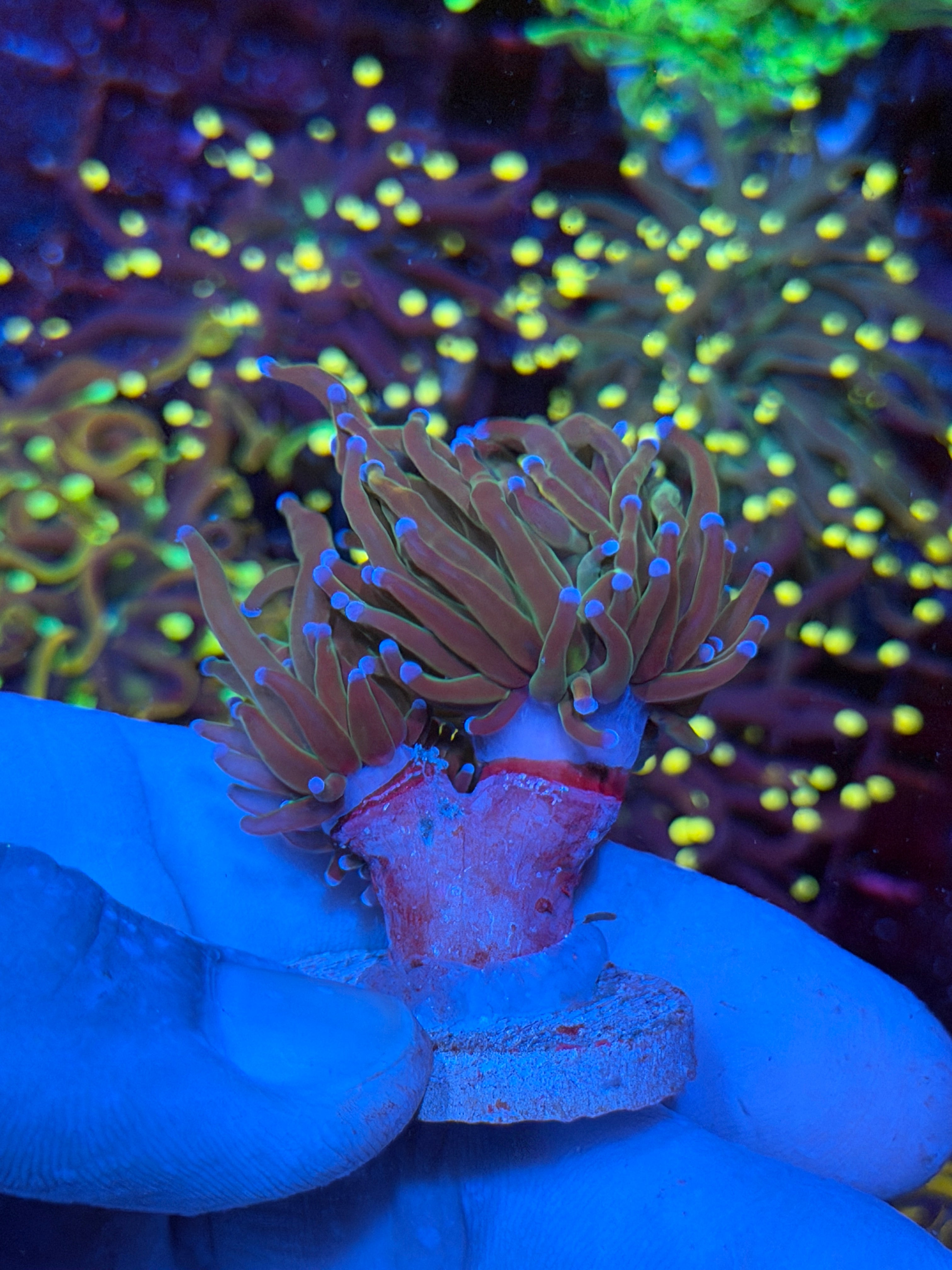 JEA Dragon Tamer Torch Coral 2 Heads XL