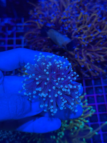 Jay's Exotic Coral Auctions