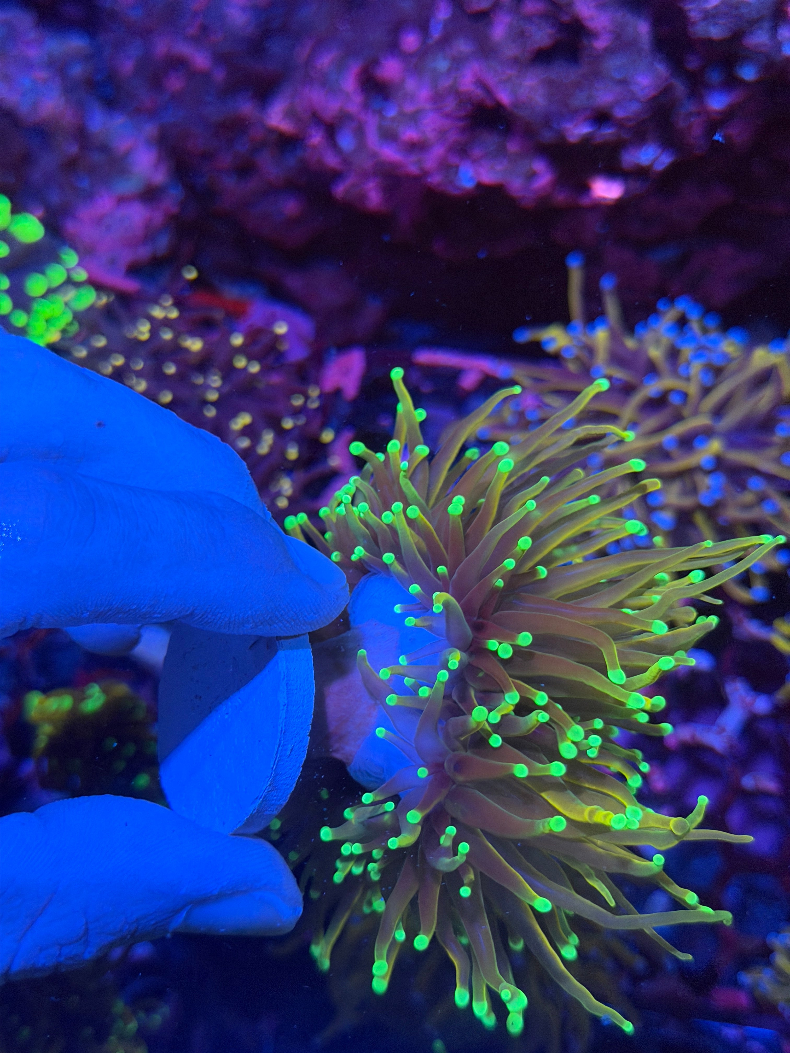 CC 21 Tails Torch Coral 3 Heads Splitting XL 12/1