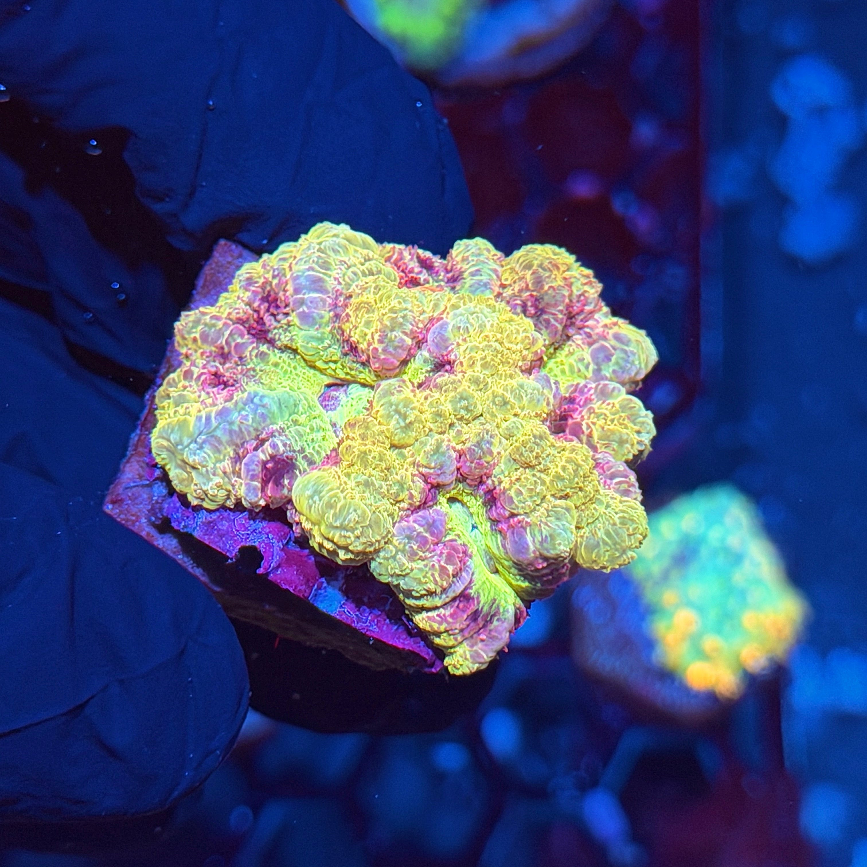 Jay's Exotic Corals