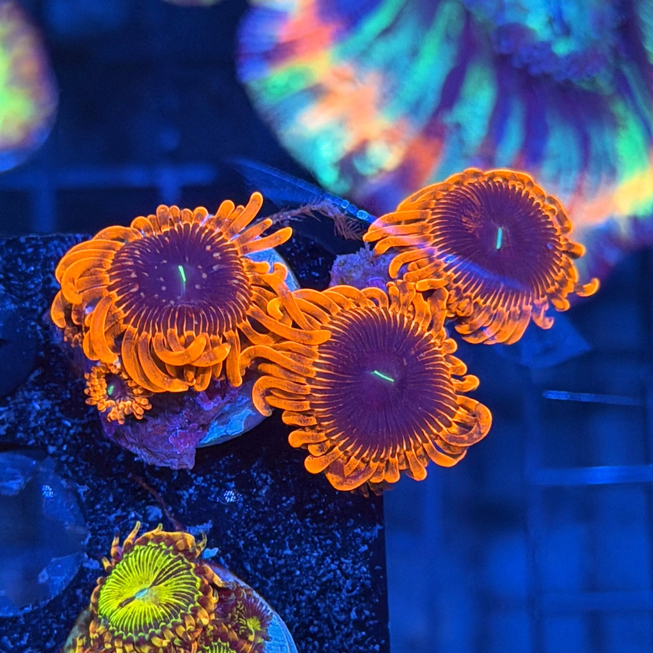 Jay's Exotic Corals