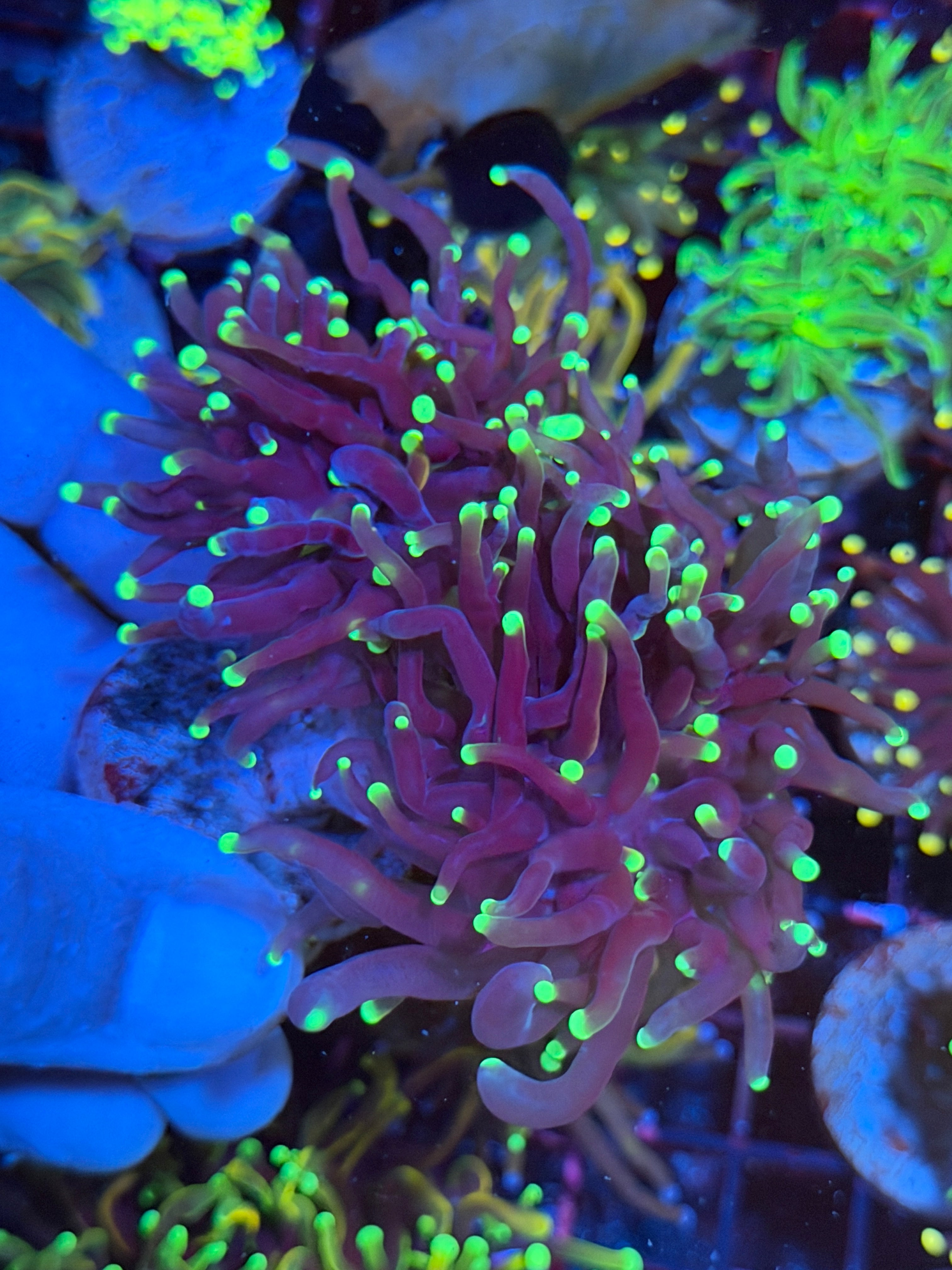 Oddball Tiger Torch Coral Mini Colony XXL