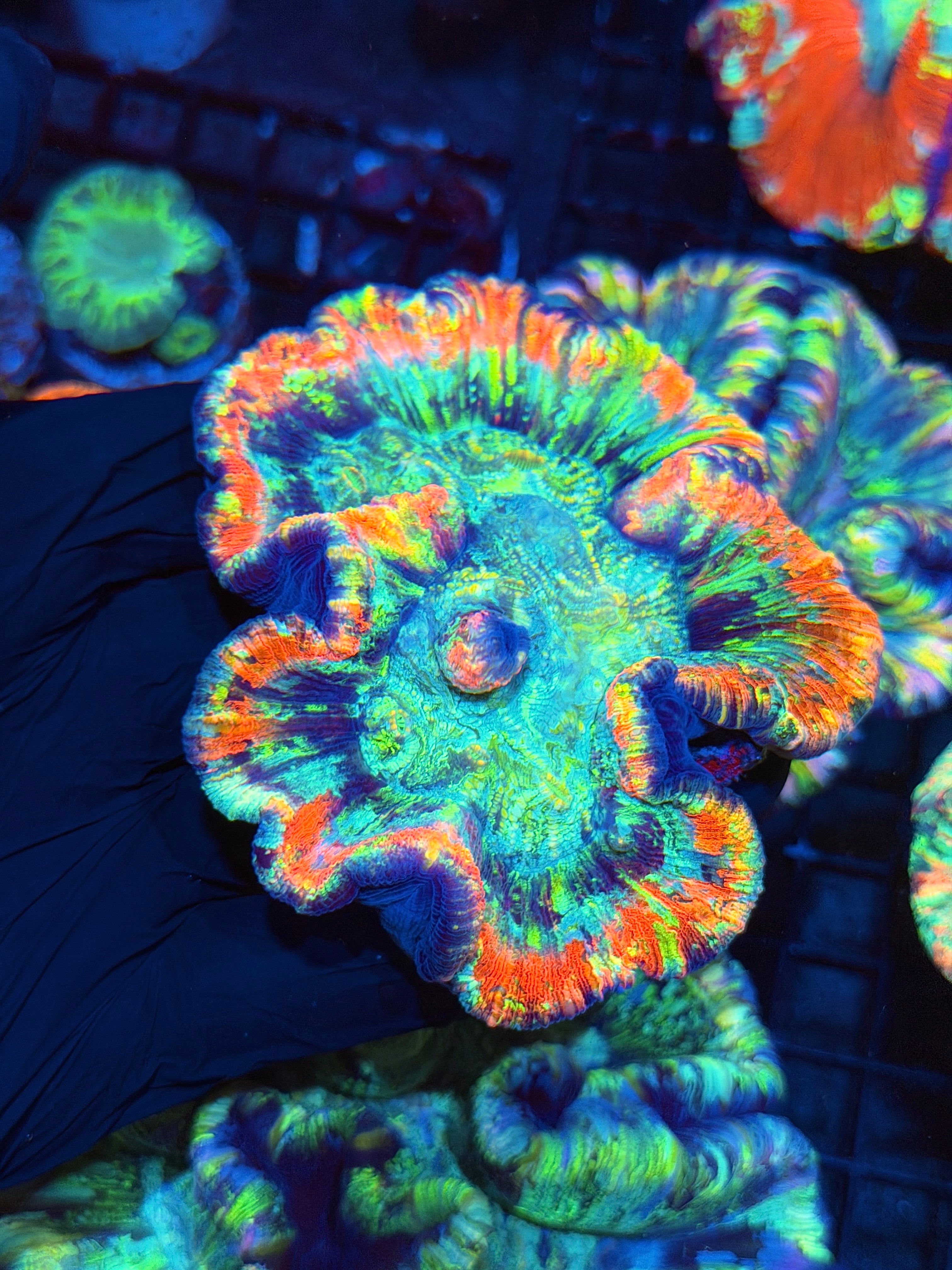 Insane Rainbow Trachyphyllia Meat Coral XL Show Piece