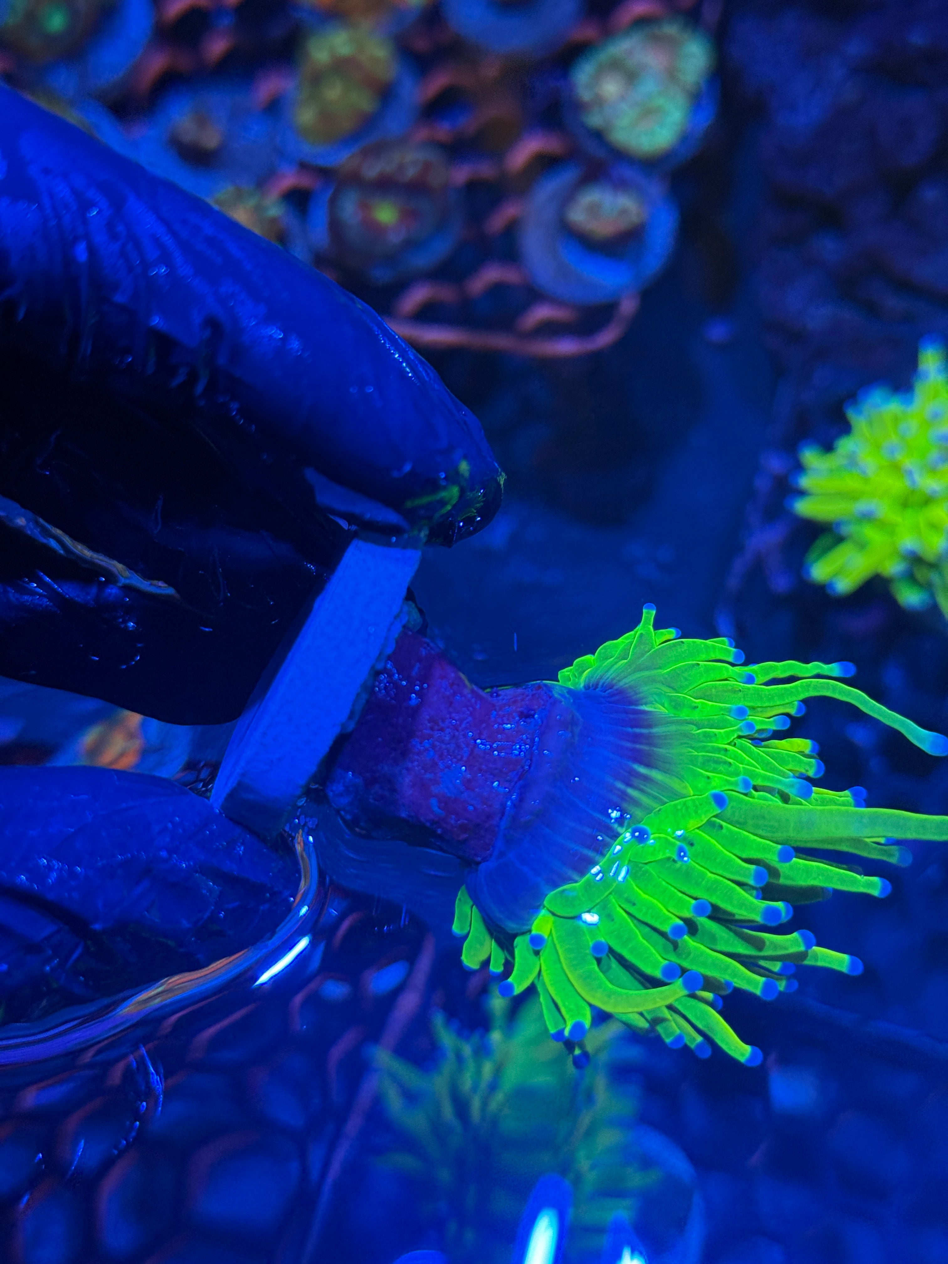JEA Holy Grail Torch Coral 1 Head