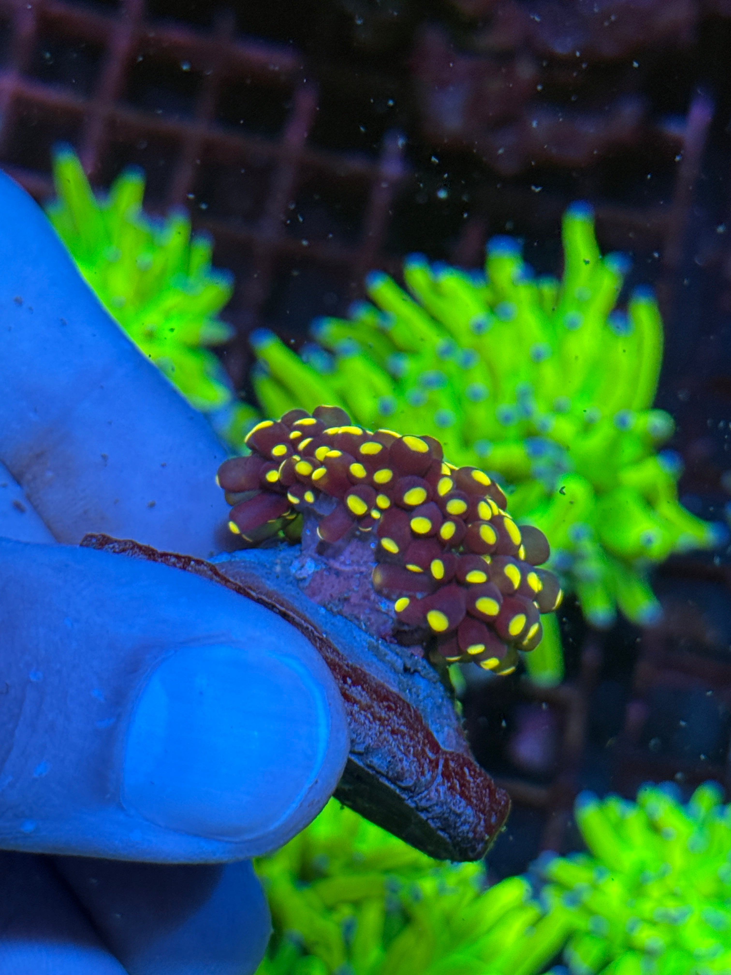 JEA Malaysian Joker Torch Coral Fat Head