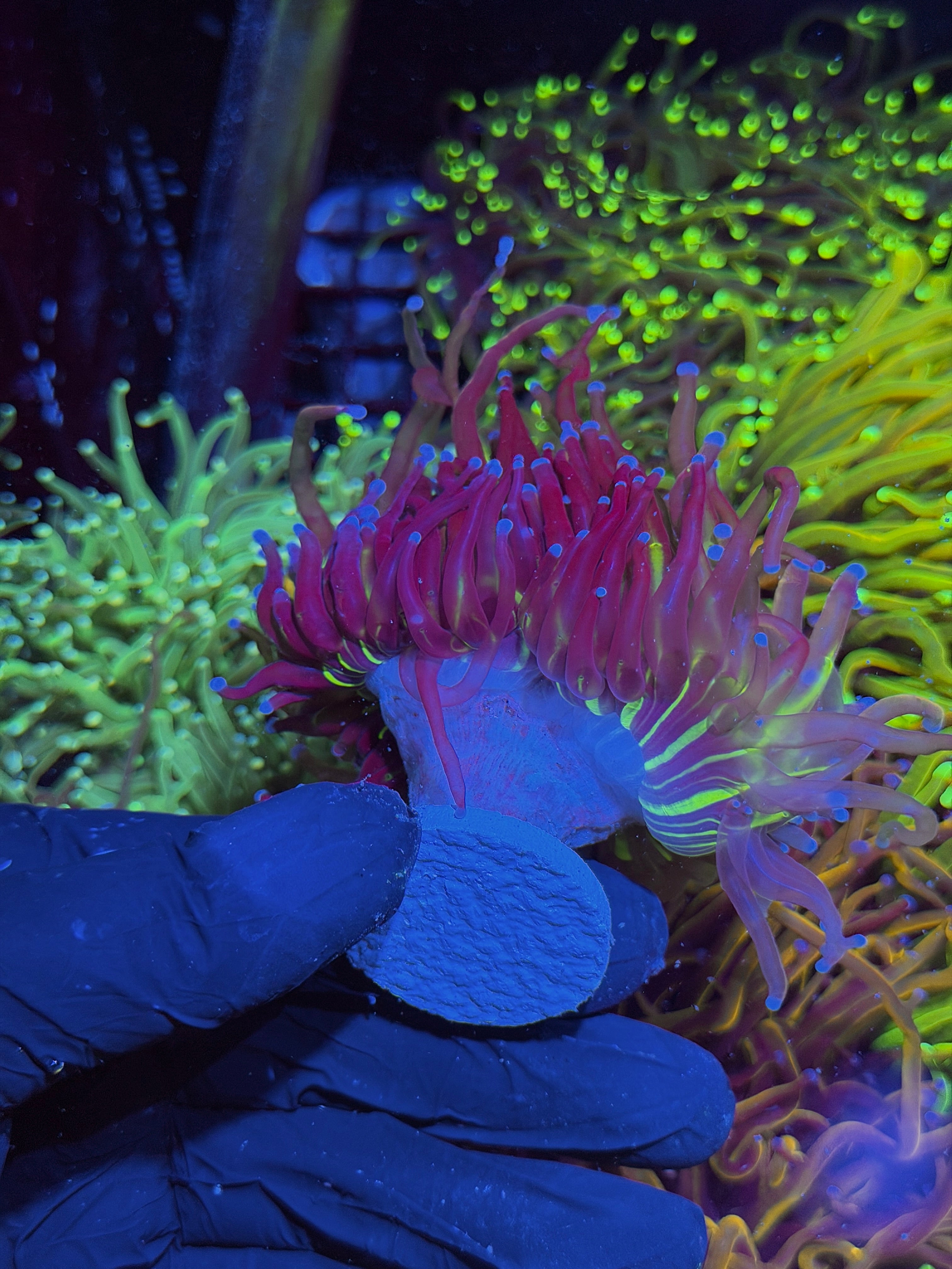 JEA Dragon God Torch Coral 2 Heads XL