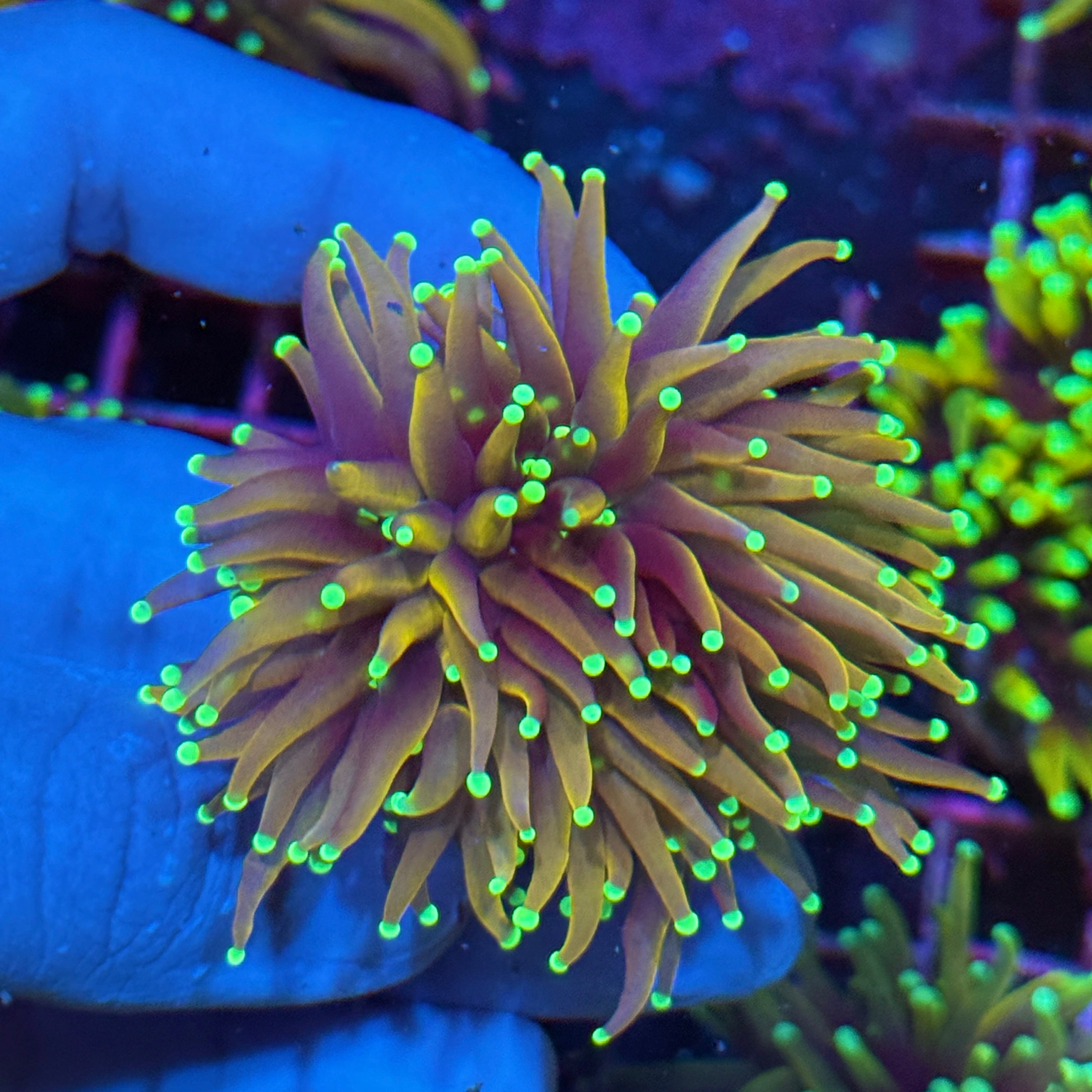 JEA Green Tip Jester Torch Coral 2 XL Heads 10/12