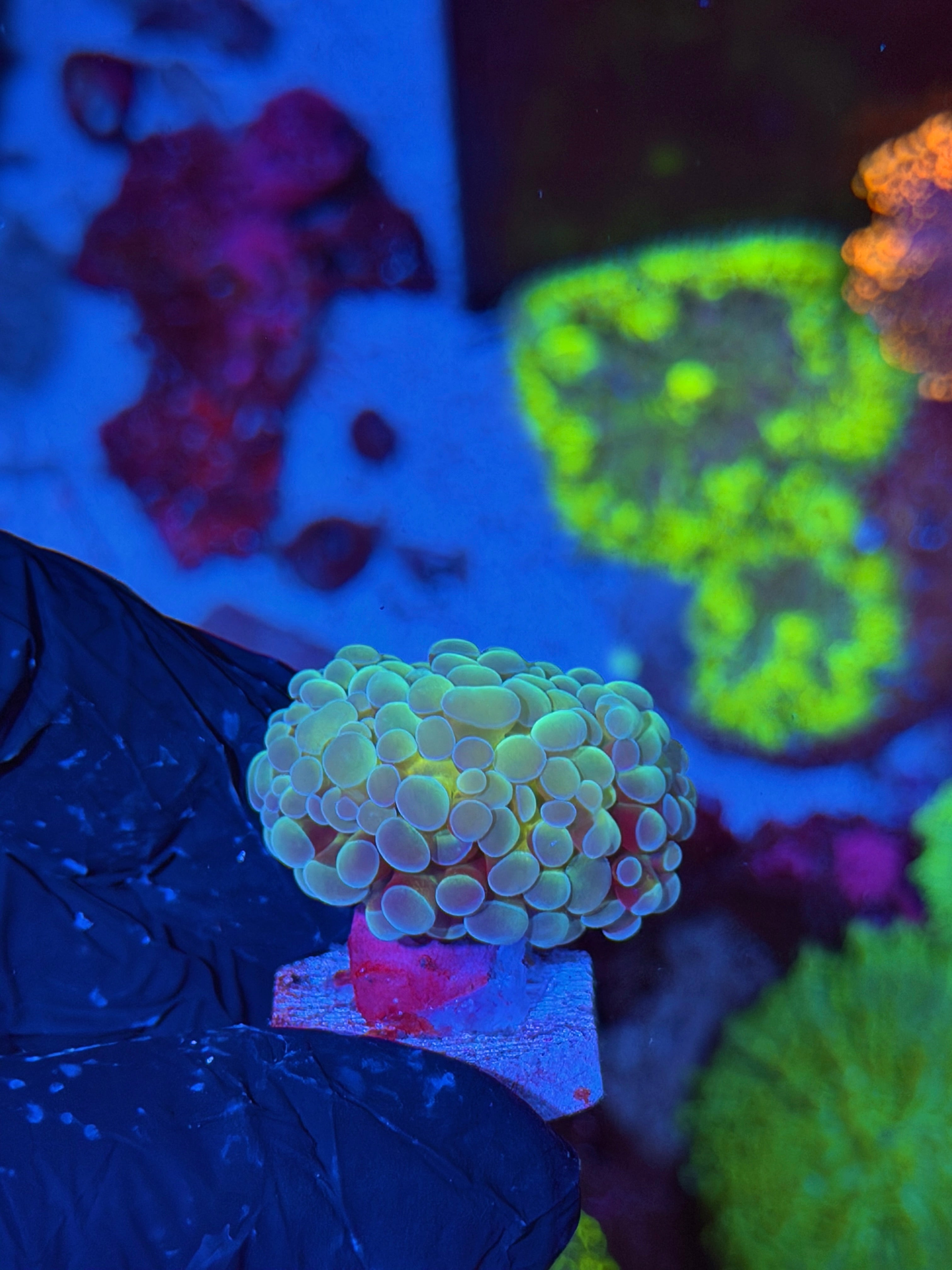 JEA Thors Hammer Coral 1 Head XL