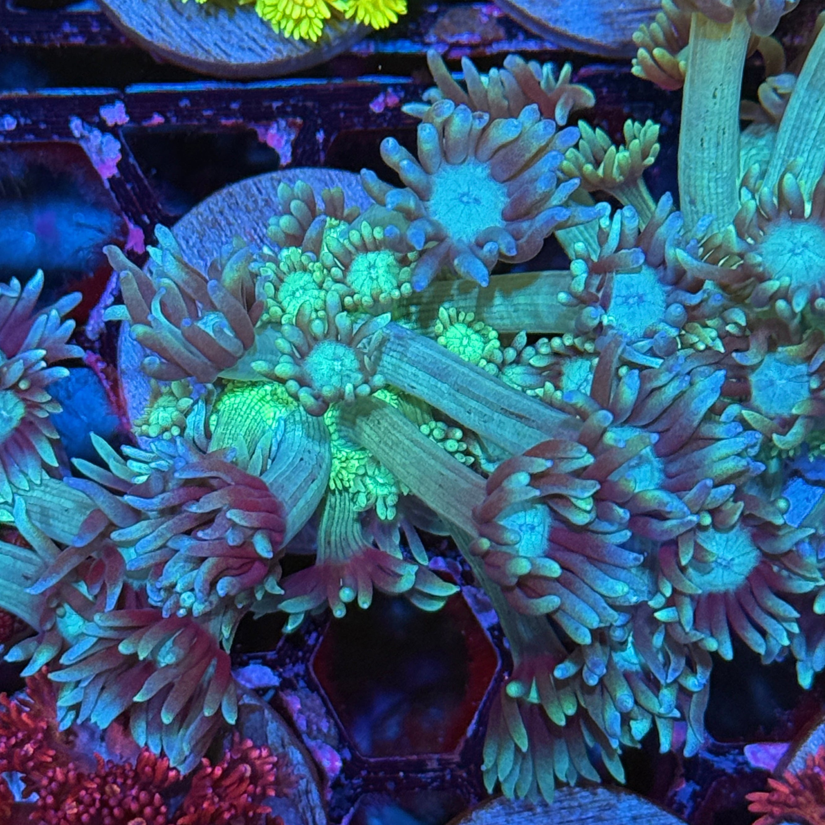 JEA Green Glow Goniopora Coral XL Frag